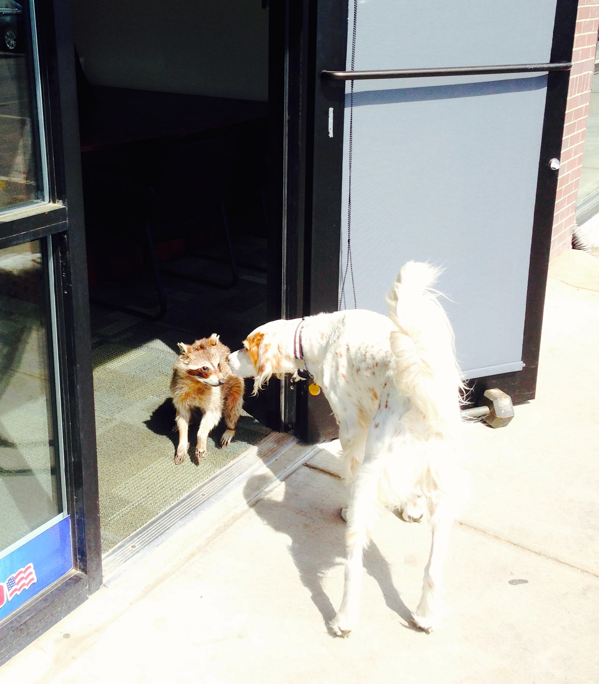Bromont checking out a stuffed racoon at the National Guard recruitment place.