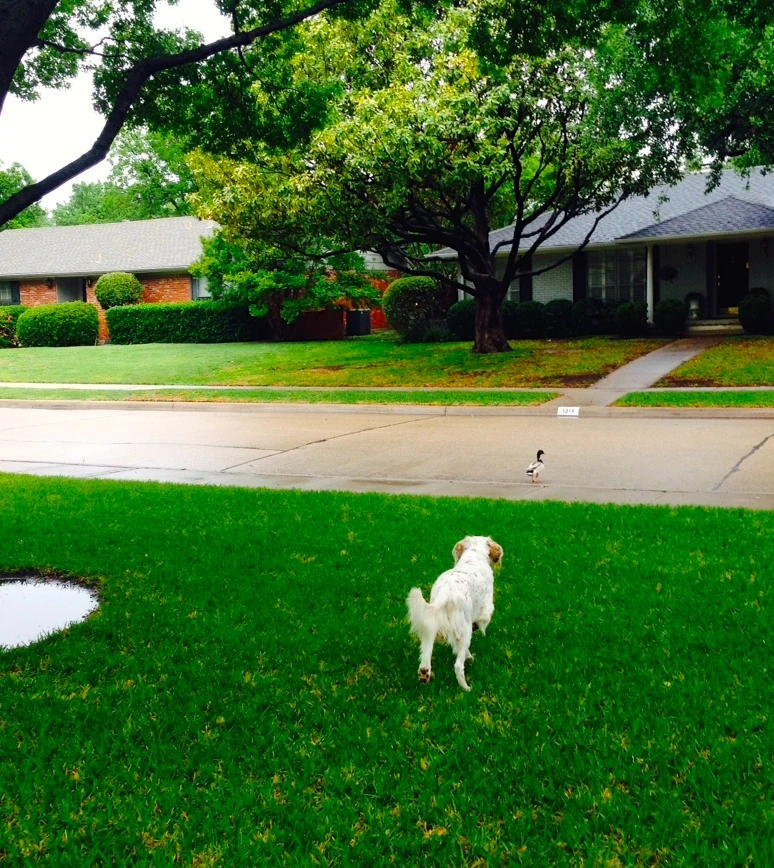 Bromont was chasing a duck through the neighborhood.