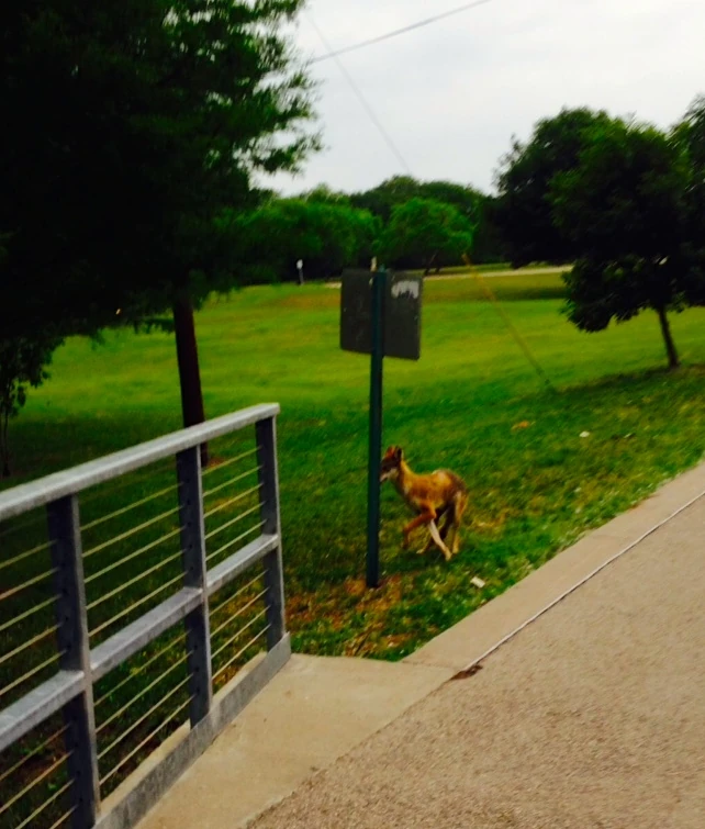 I saw this coyote a White Rock yesterday.