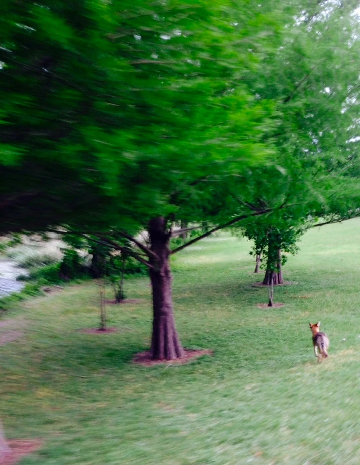 He finally ran off when I went back to check him out.