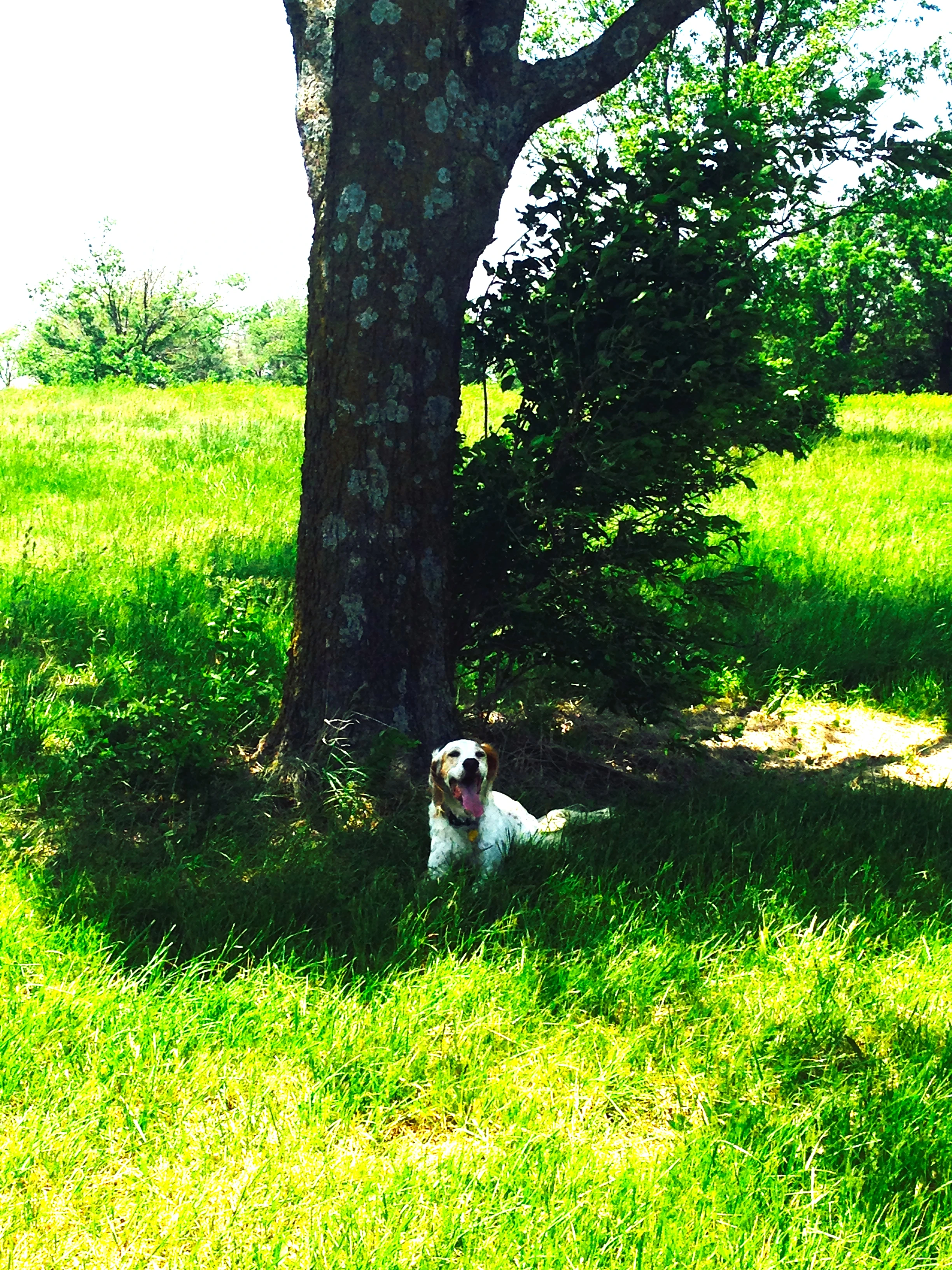 Bromont enjoying his &ldquo;run&rdquo;.