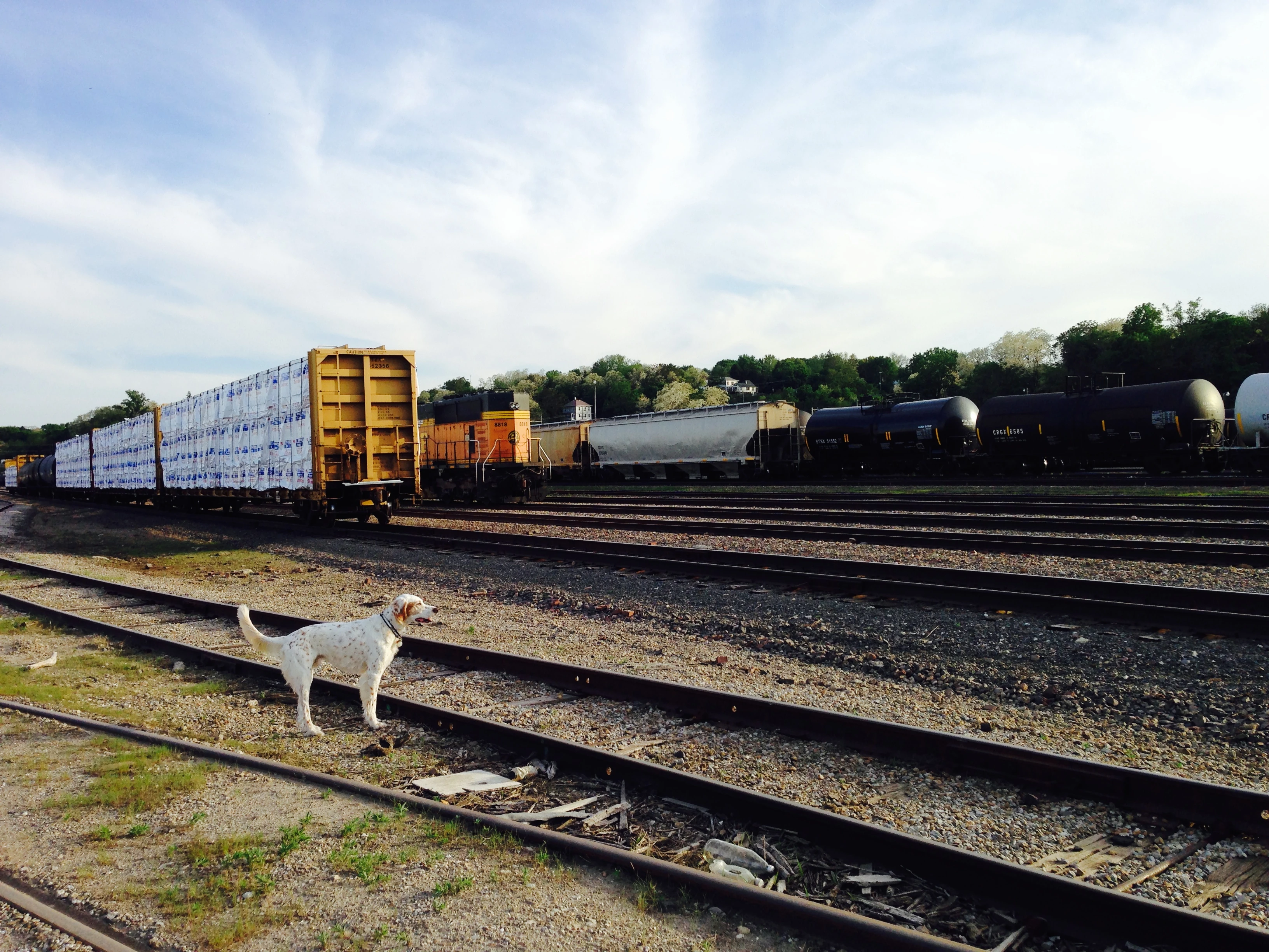 Bromont checking out the train tracks on his after race run.
