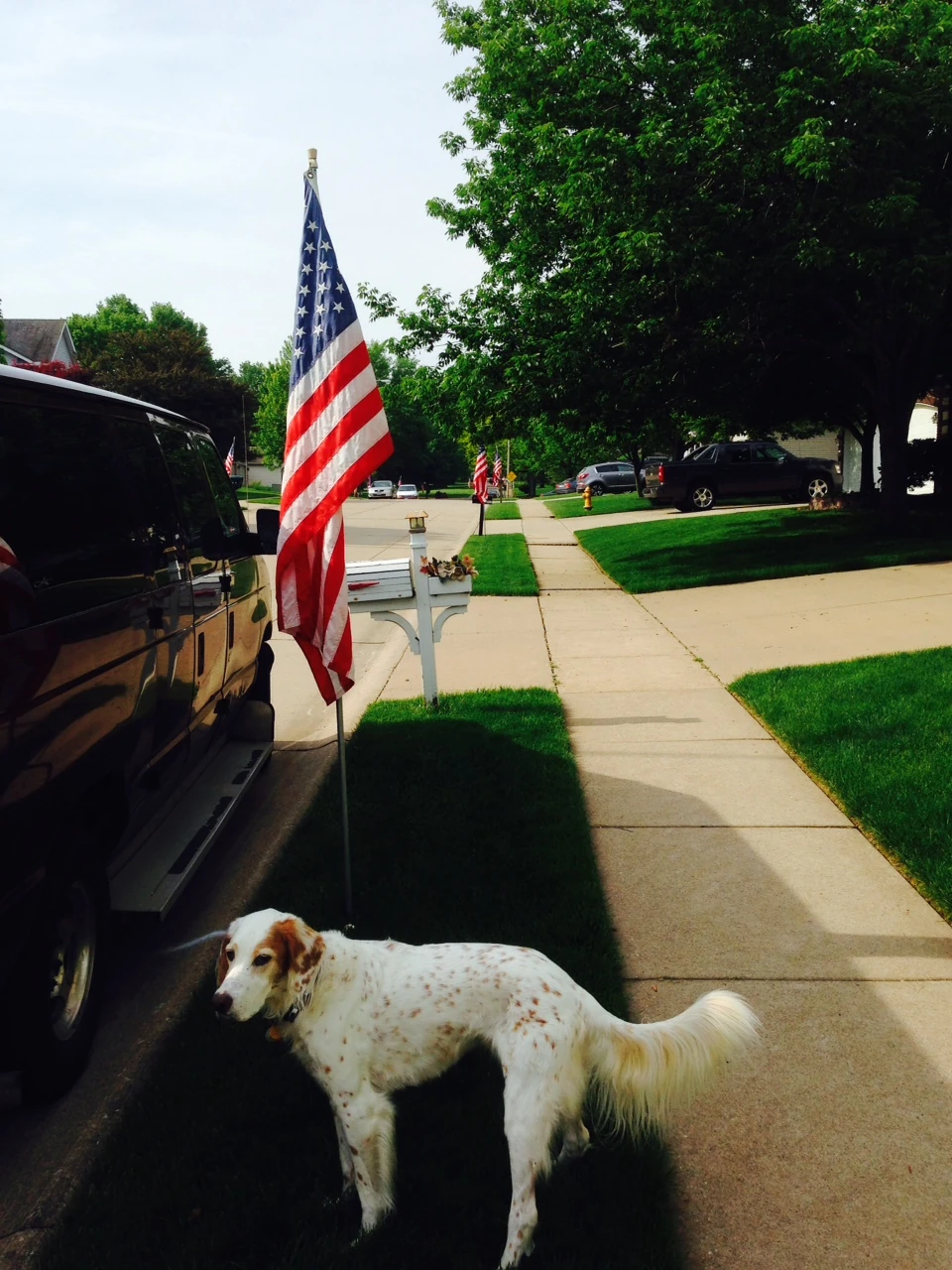 Bromont waiting for breakfast. Someone comes around and put flags in front of every house in Jeff&rsquo;s neighborhood. There is a permanent flag holder in each yard. Happy Memorial Day!