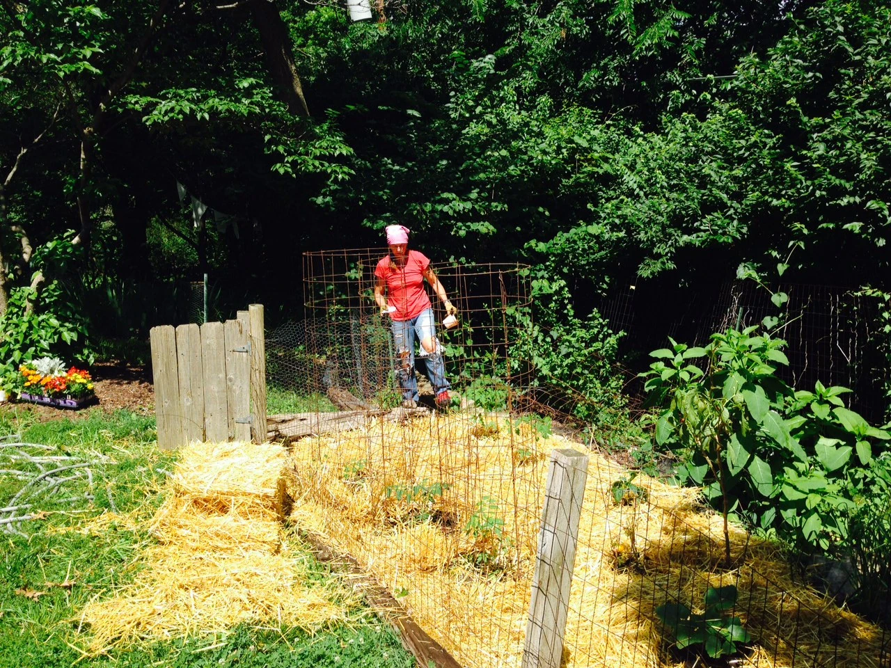 Trudi is always in non-stop mode. She got some straw to cover the garden with yesterday. Saves on pulling weeds, plus seems to hold the water in better.