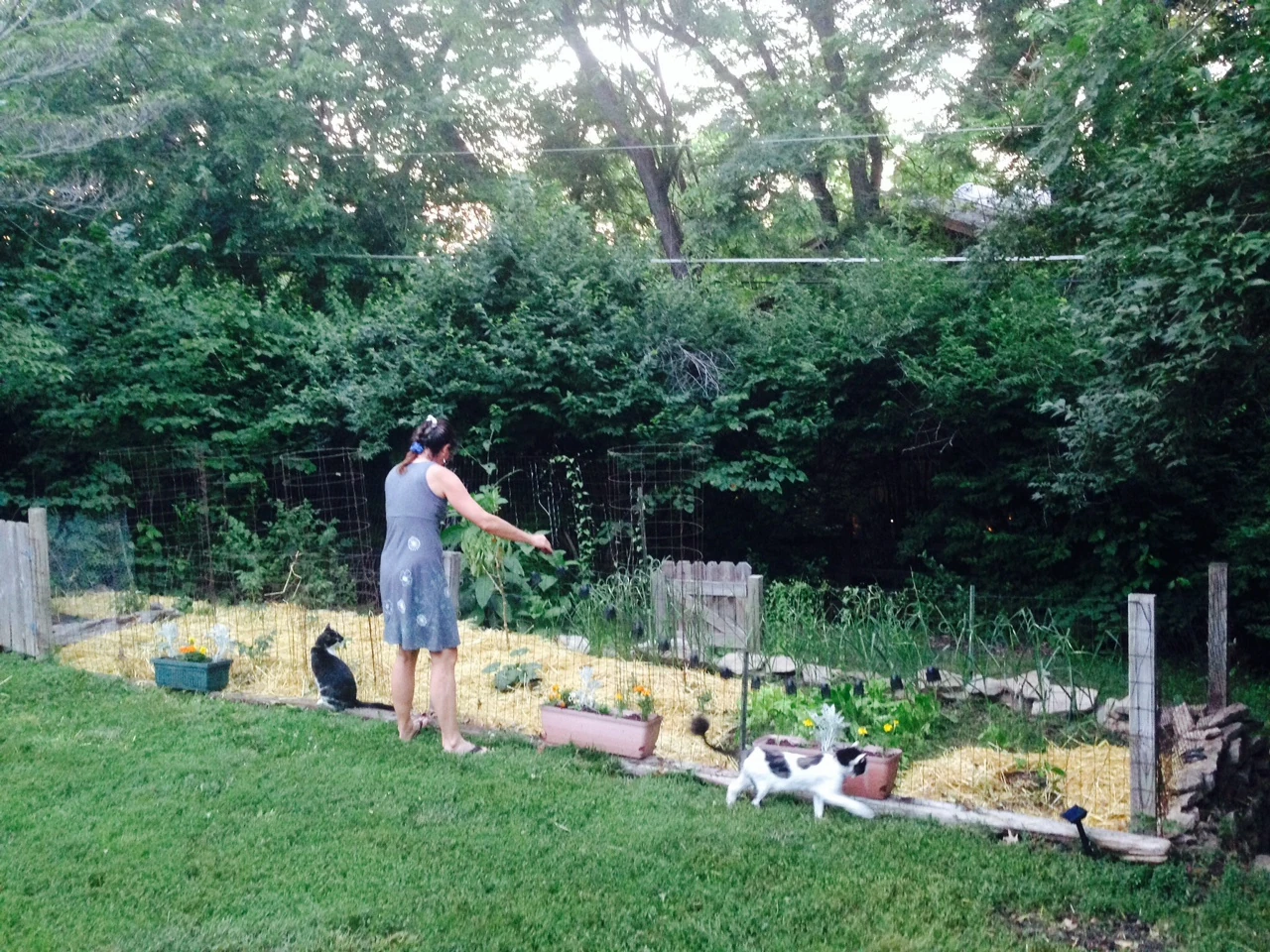 She also got a couple strings of solar lights for the backyard. A couple of the cats are always around interested.