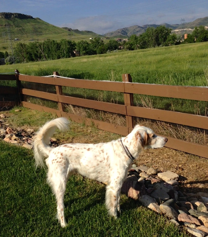 Checking out the open space this morning.