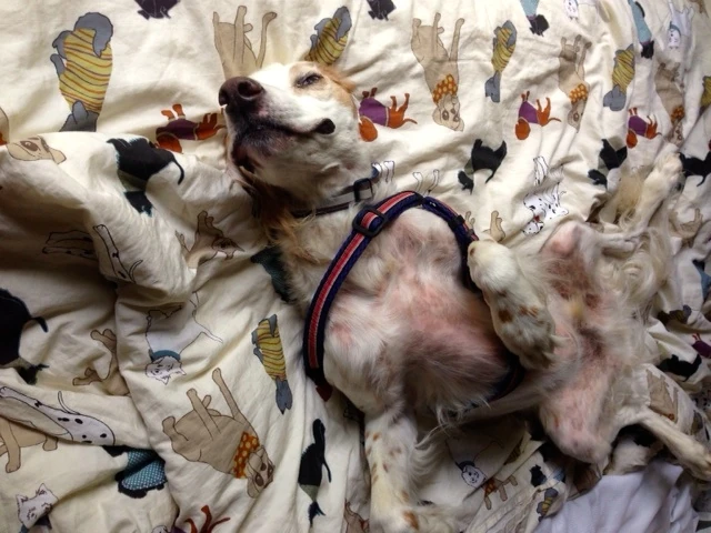Bromont is a good hanger. He is nearly camouflaged here in the doggie quilt cover. It&rsquo;s really hard to pick out Bromont from all the other puppies.