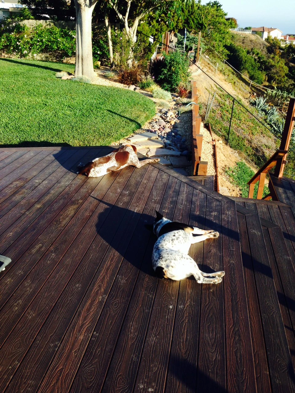 This is Hank and Kaya, back from their walk.