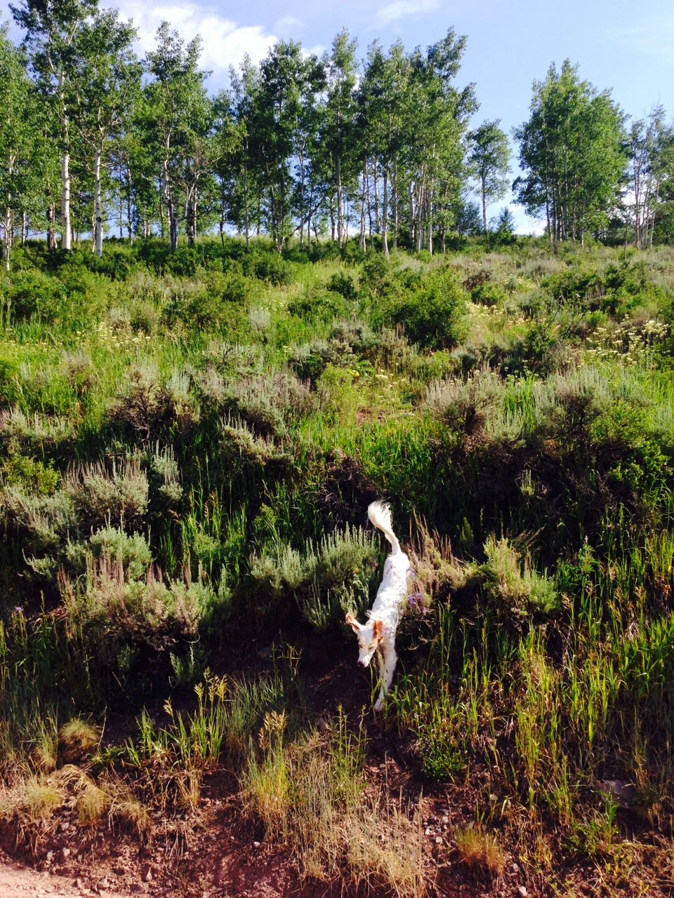 Bromont loves running around the mountains.