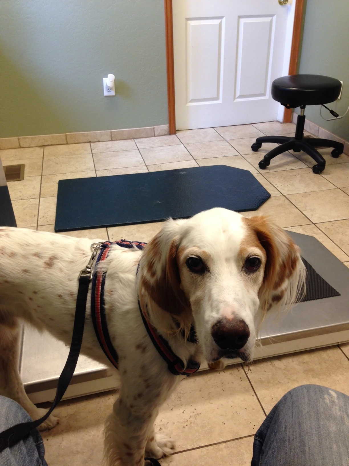 Bromont pretty much hates all vet offices.