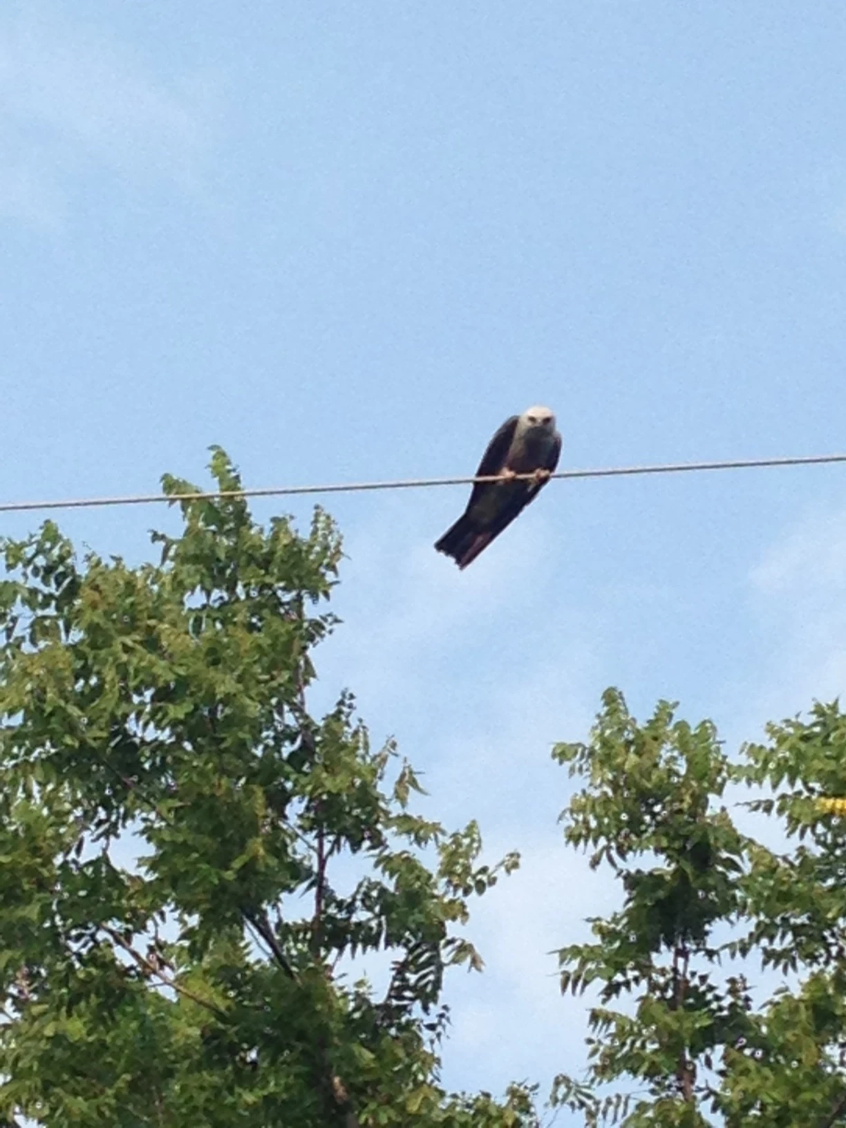 Best photo I got of it. You can click to enlarge. Any idea what kind?