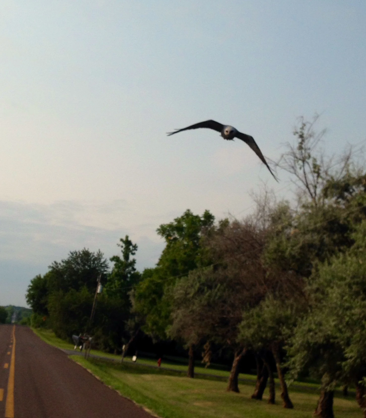The bird attacking me.