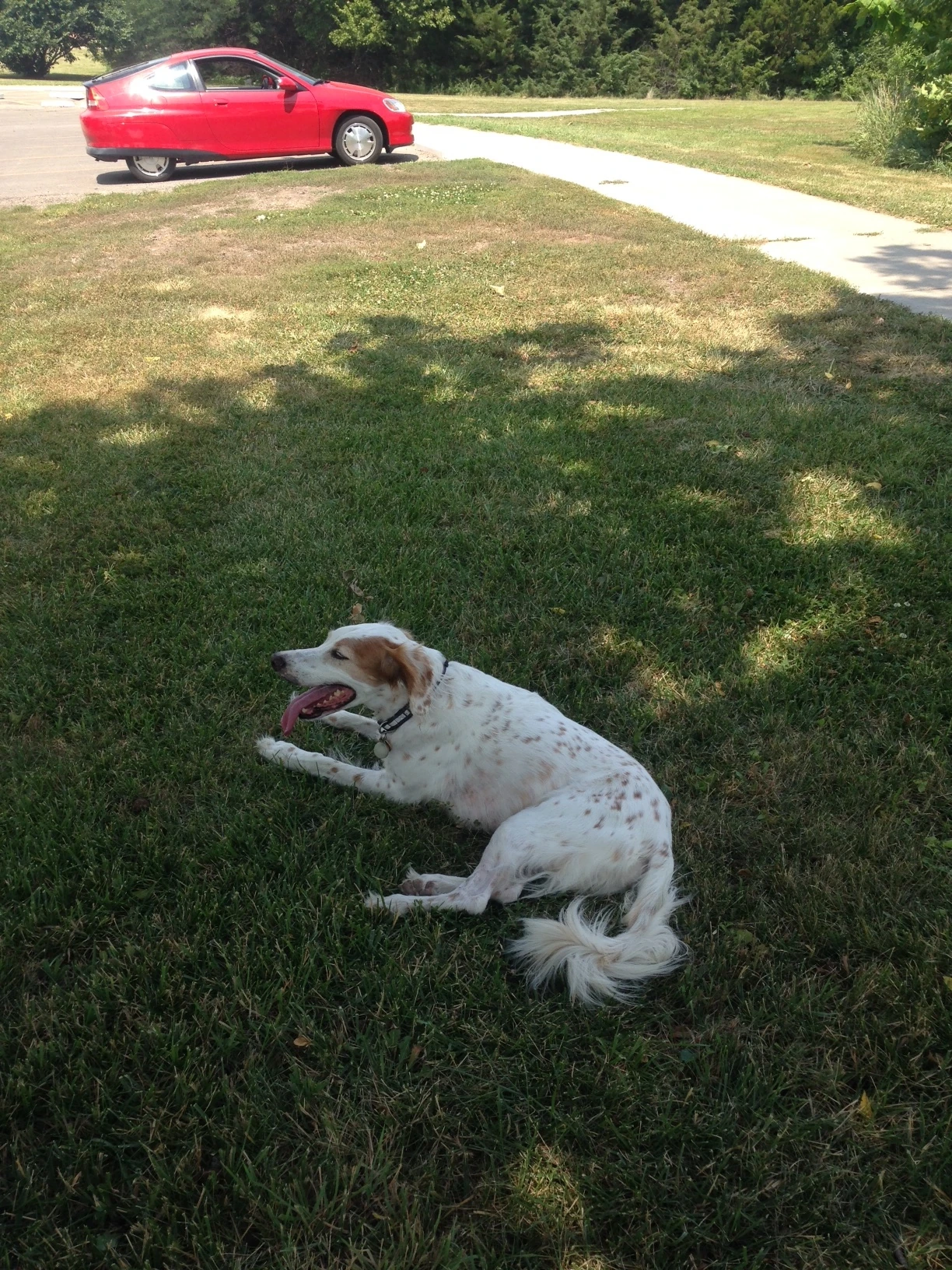 Bromont likes to find the shade on his &ldquo;walks&rdquo;. 