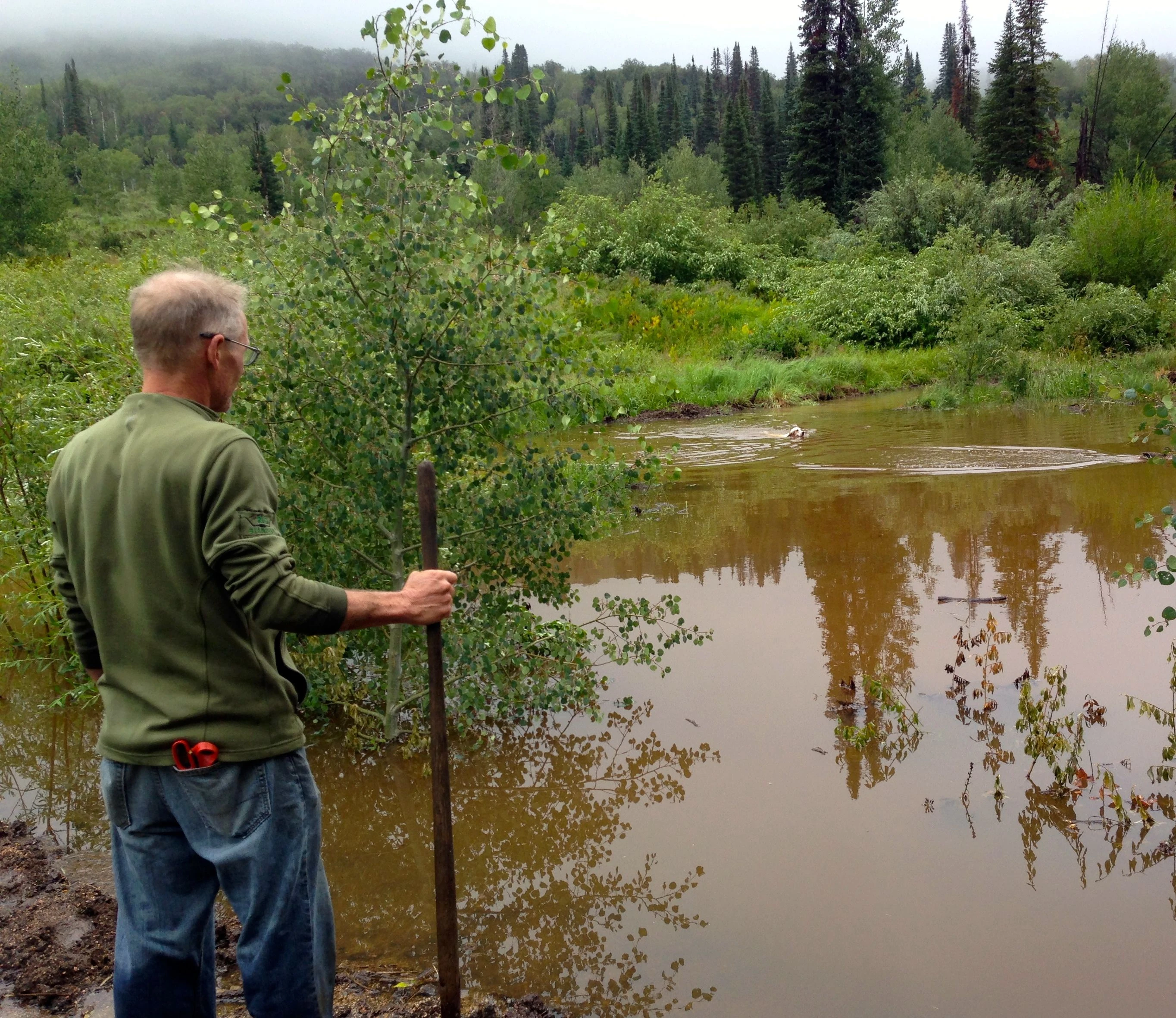 Bromont getting led around by a mother duck.