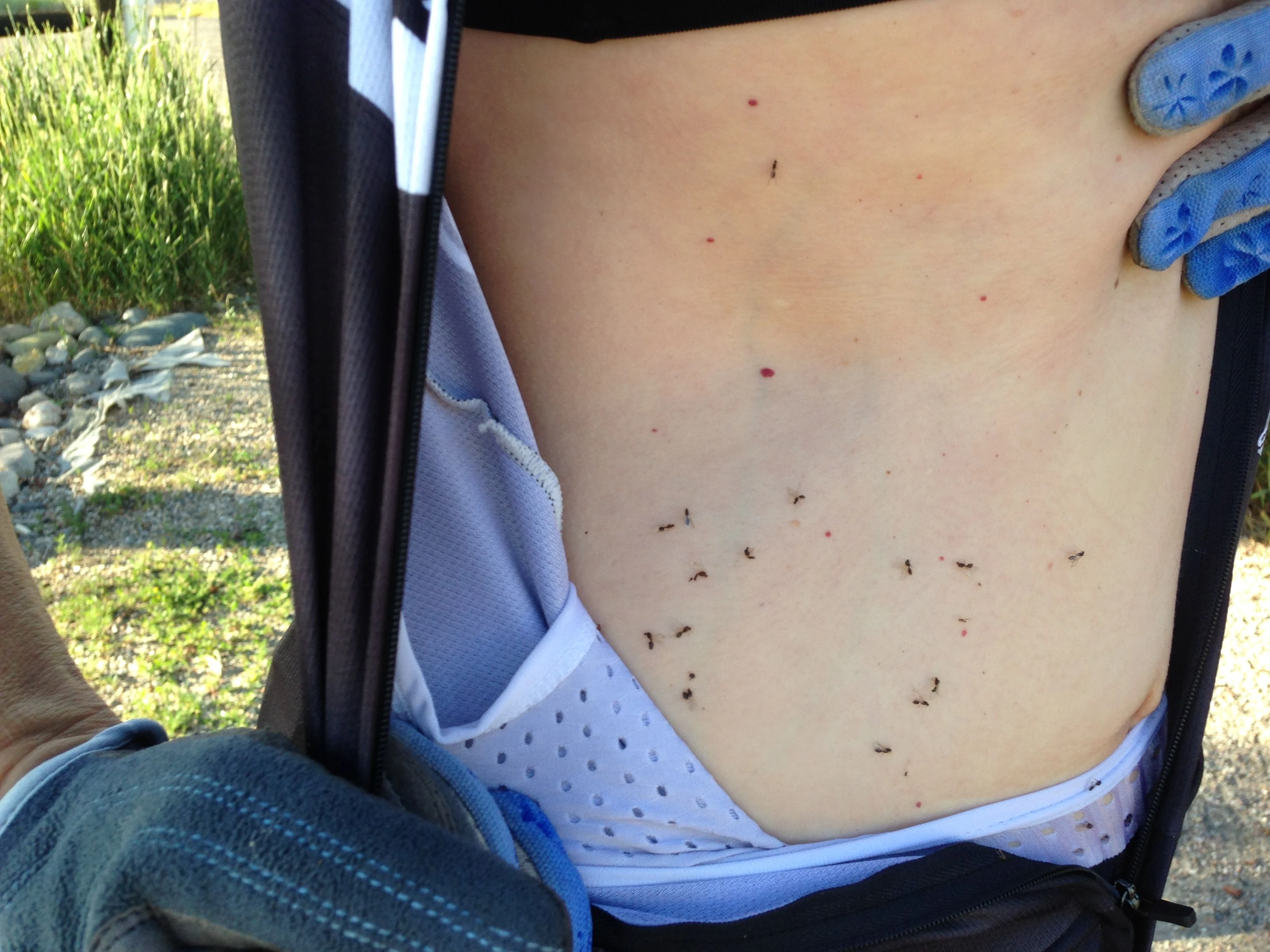 We rode through a ton of gnats yesterday. This is Katie&rsquo;s stomach when we stopped.