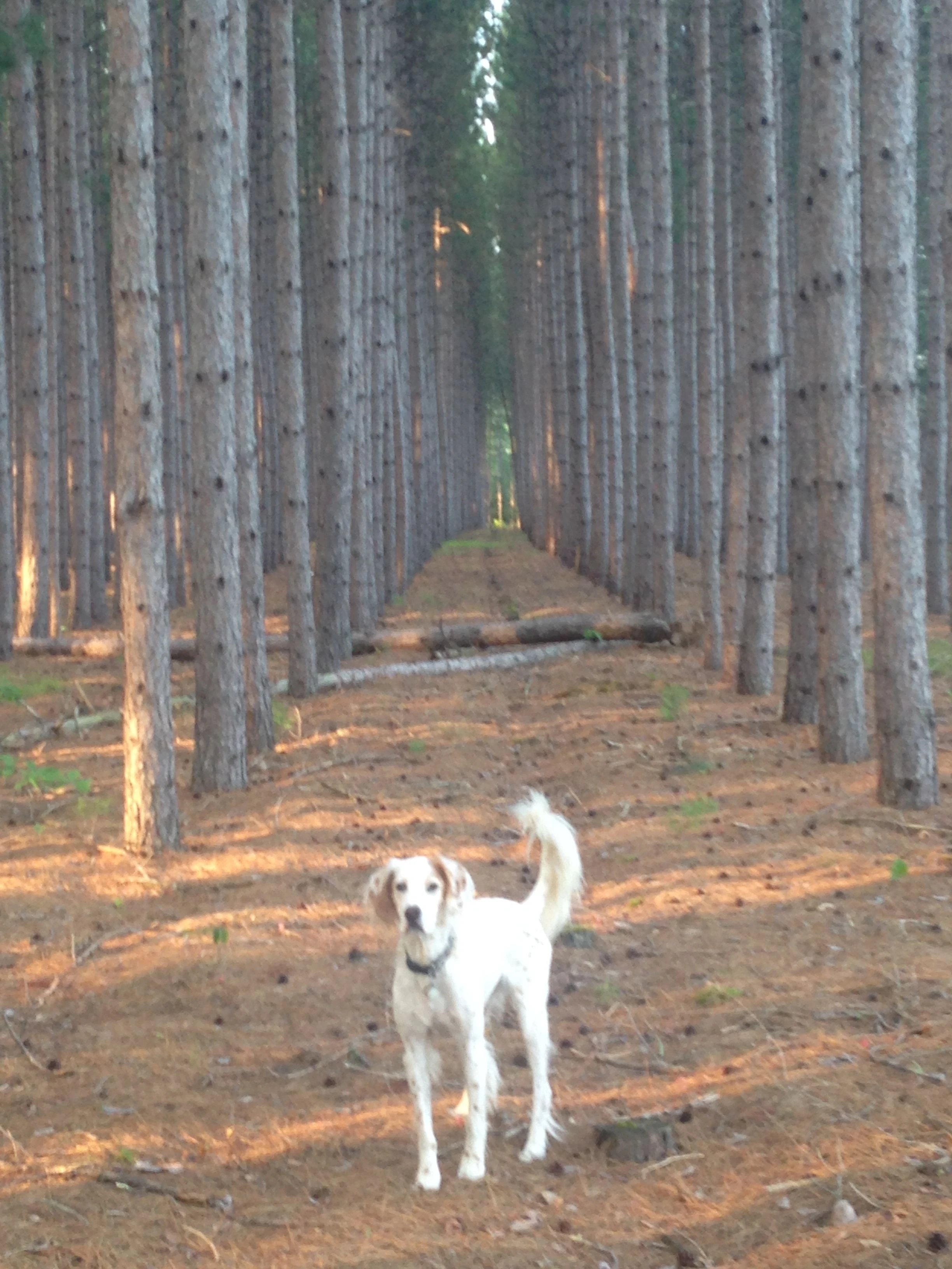 Stopping before Hayward to let Bromont out. He is such a poser. 