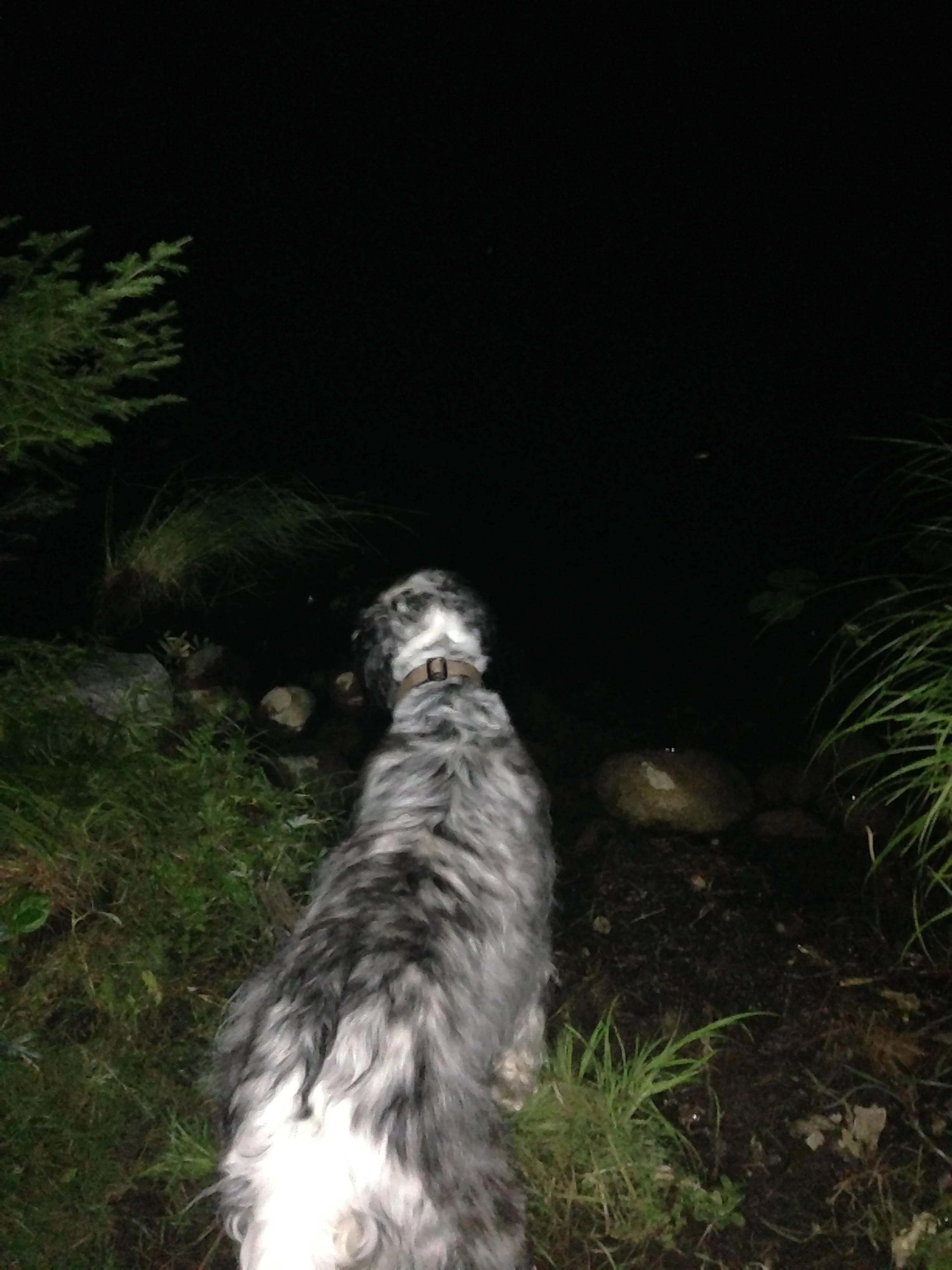 Hawkeye looking at the black water. 