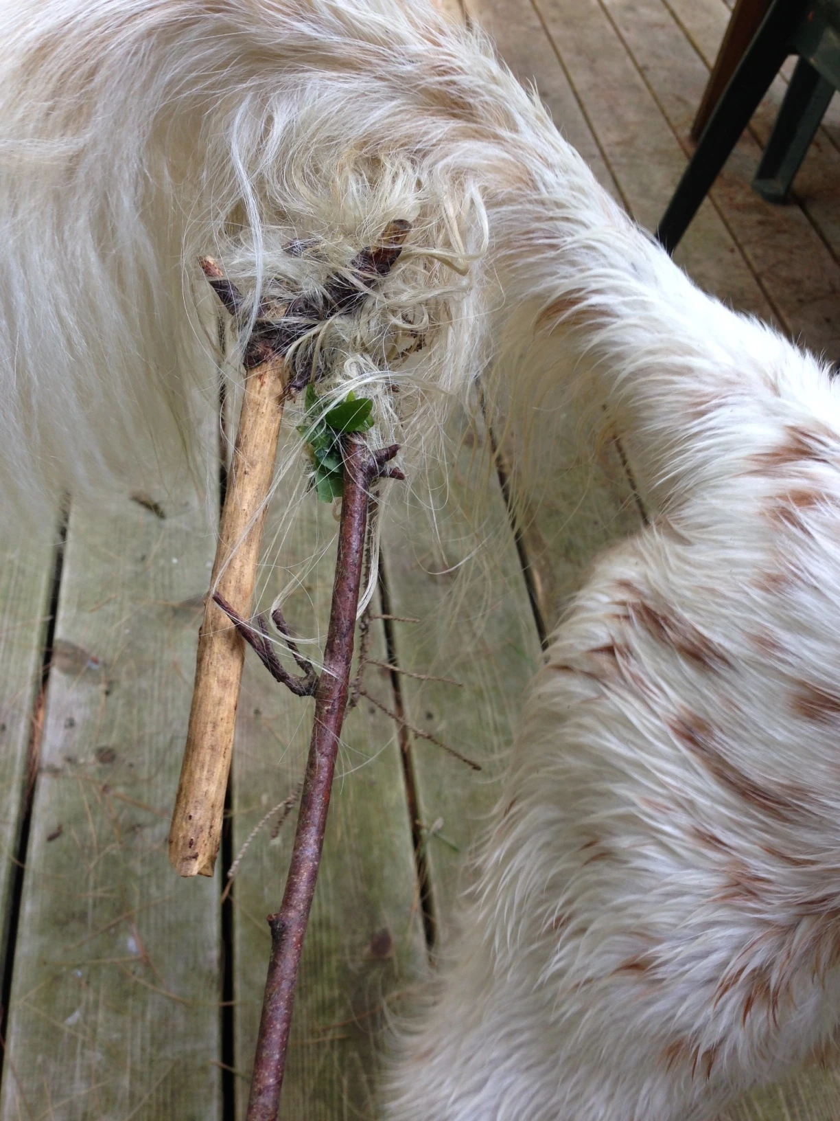 Bromont&rsquo;s tail this morning. He is in dog heaven here.