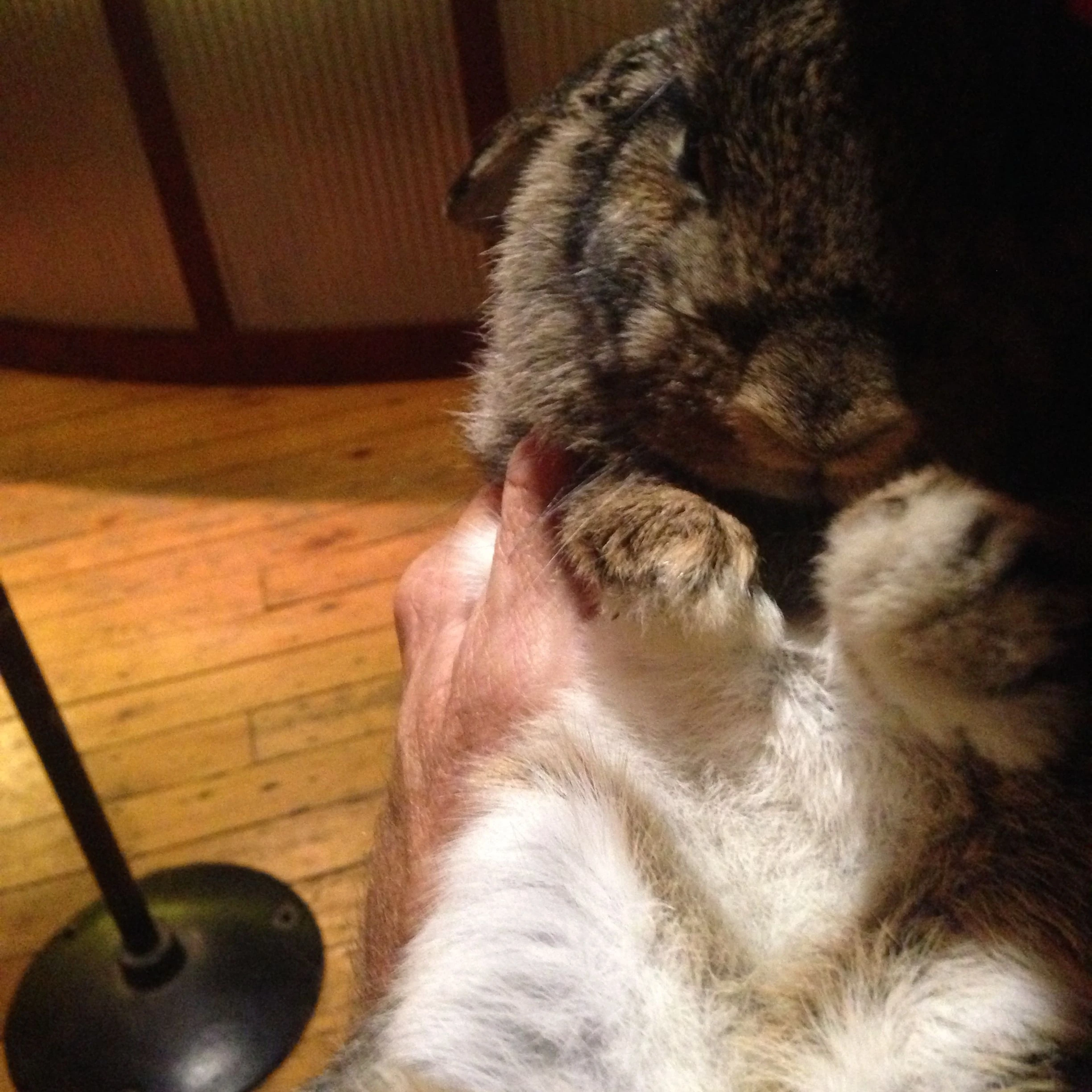 I got to hold Lucy and she is a sweetheart.