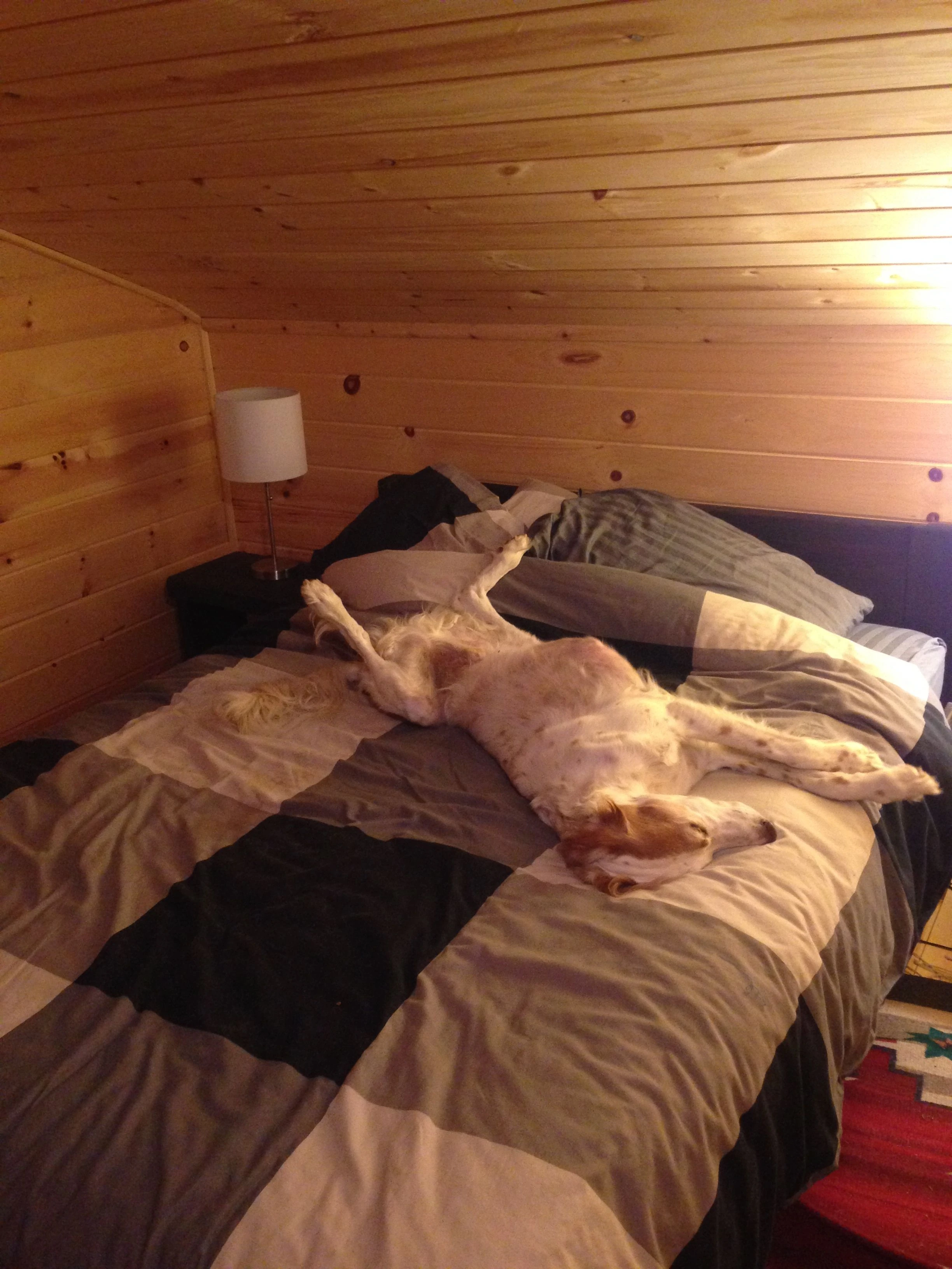 And Bromont, just relaxing for a bit too. He needs to recharge from his hourly wood runs.