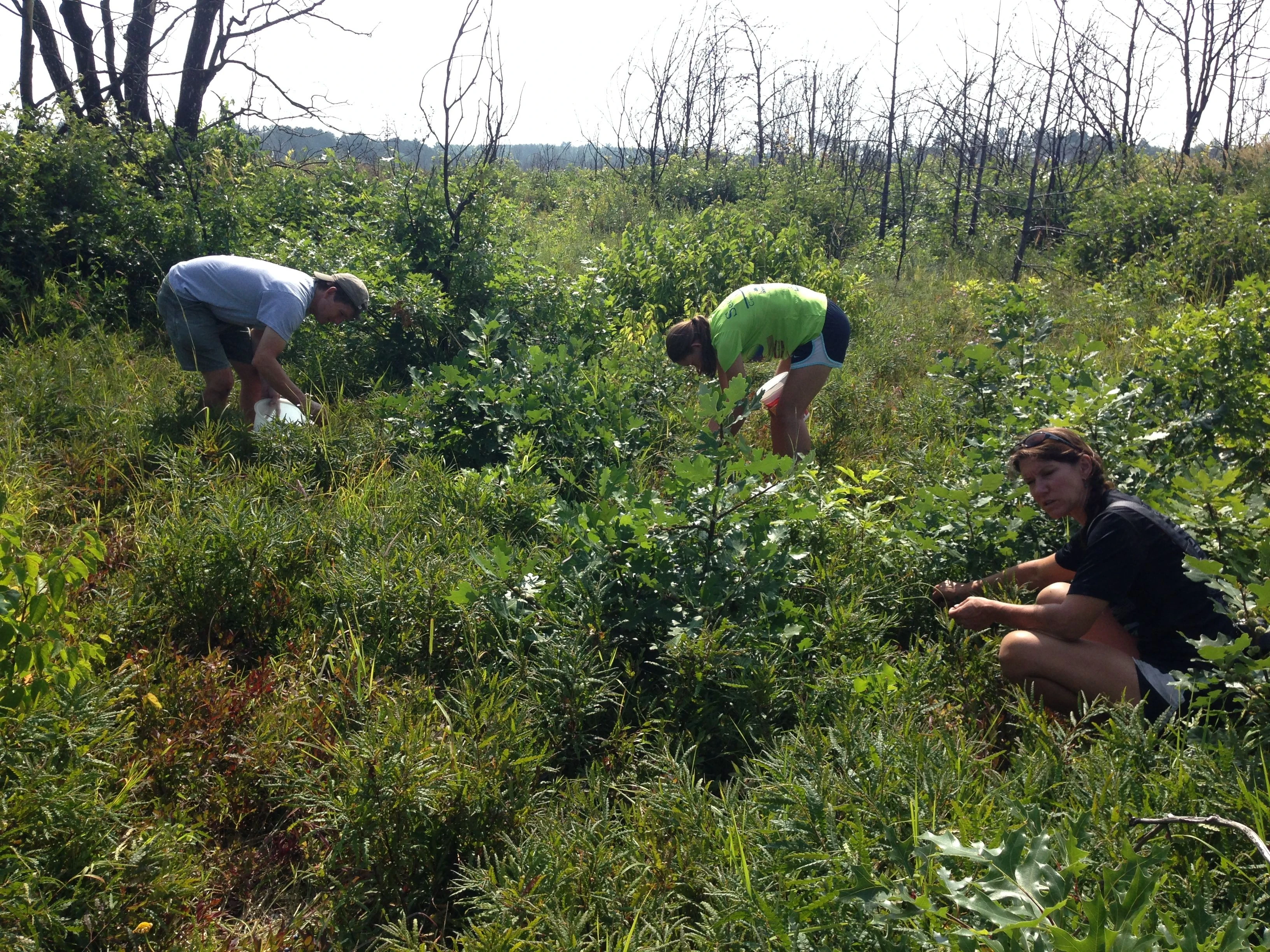 Blueberry picking.