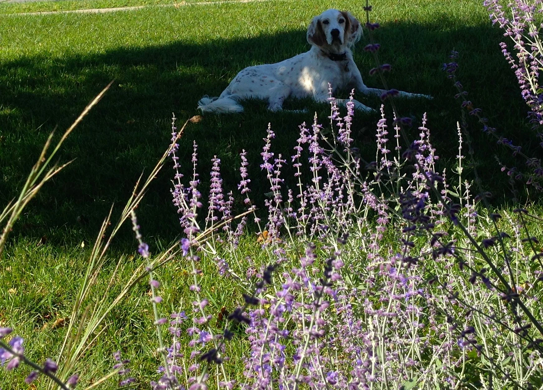 Bromont just hung in the shade while Michael and I talked.