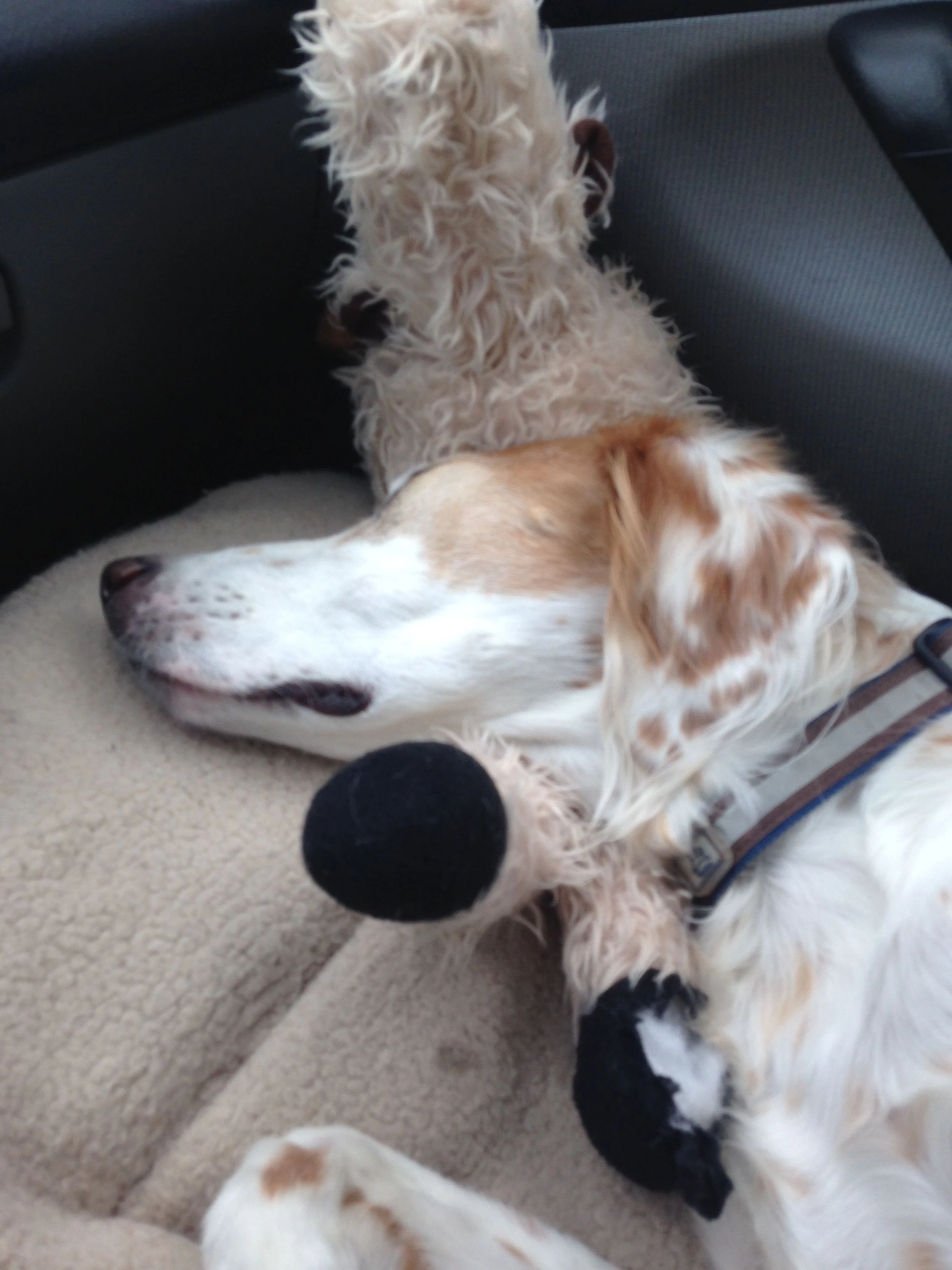 Bromont only gets a micro space in the InSight. He slept all the way. Packing two bikes and all Trudi&rsquo;s extra stuff took some special packing skills.