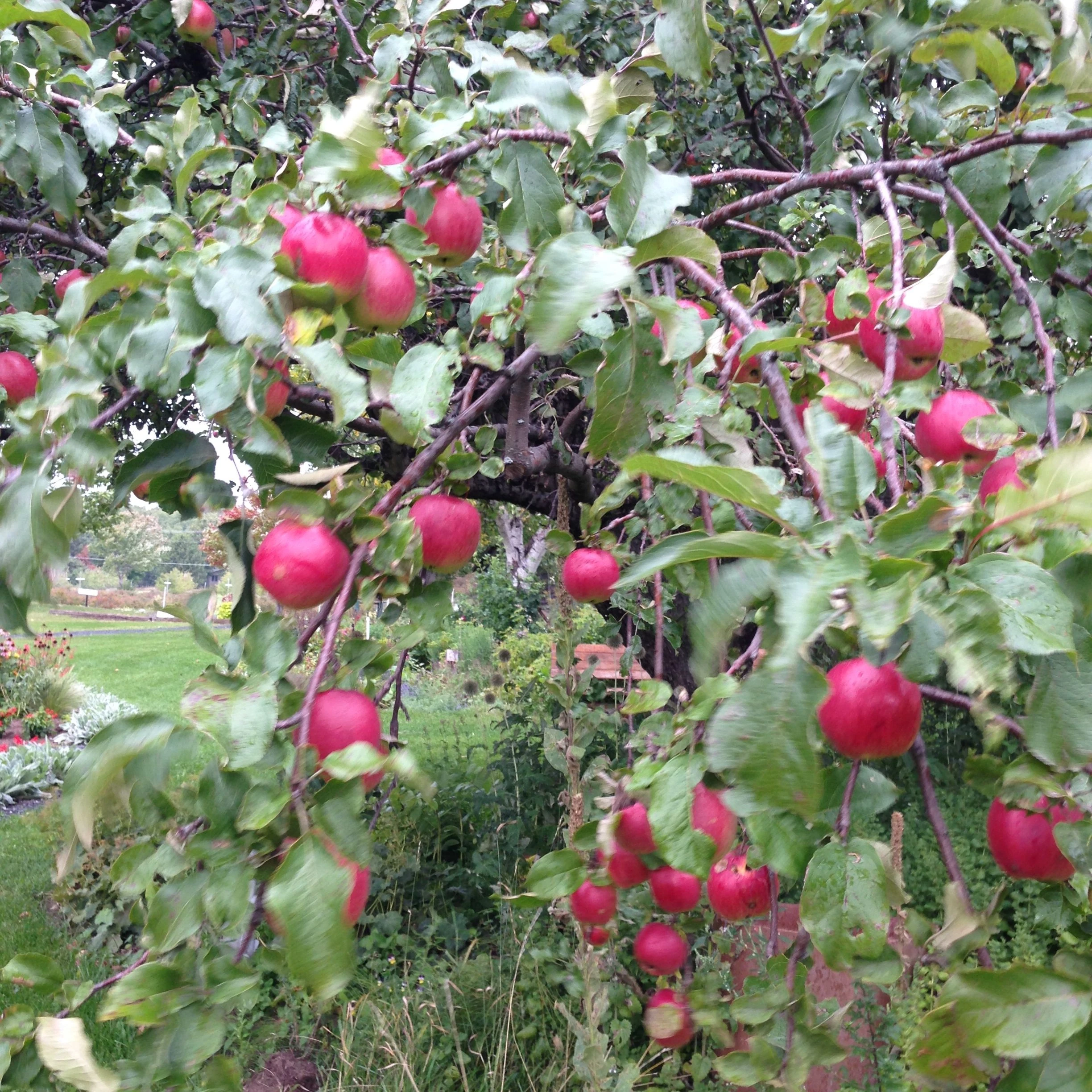 There were apples everywhere there. Oct. 4-5 is the Apple Festival up there.