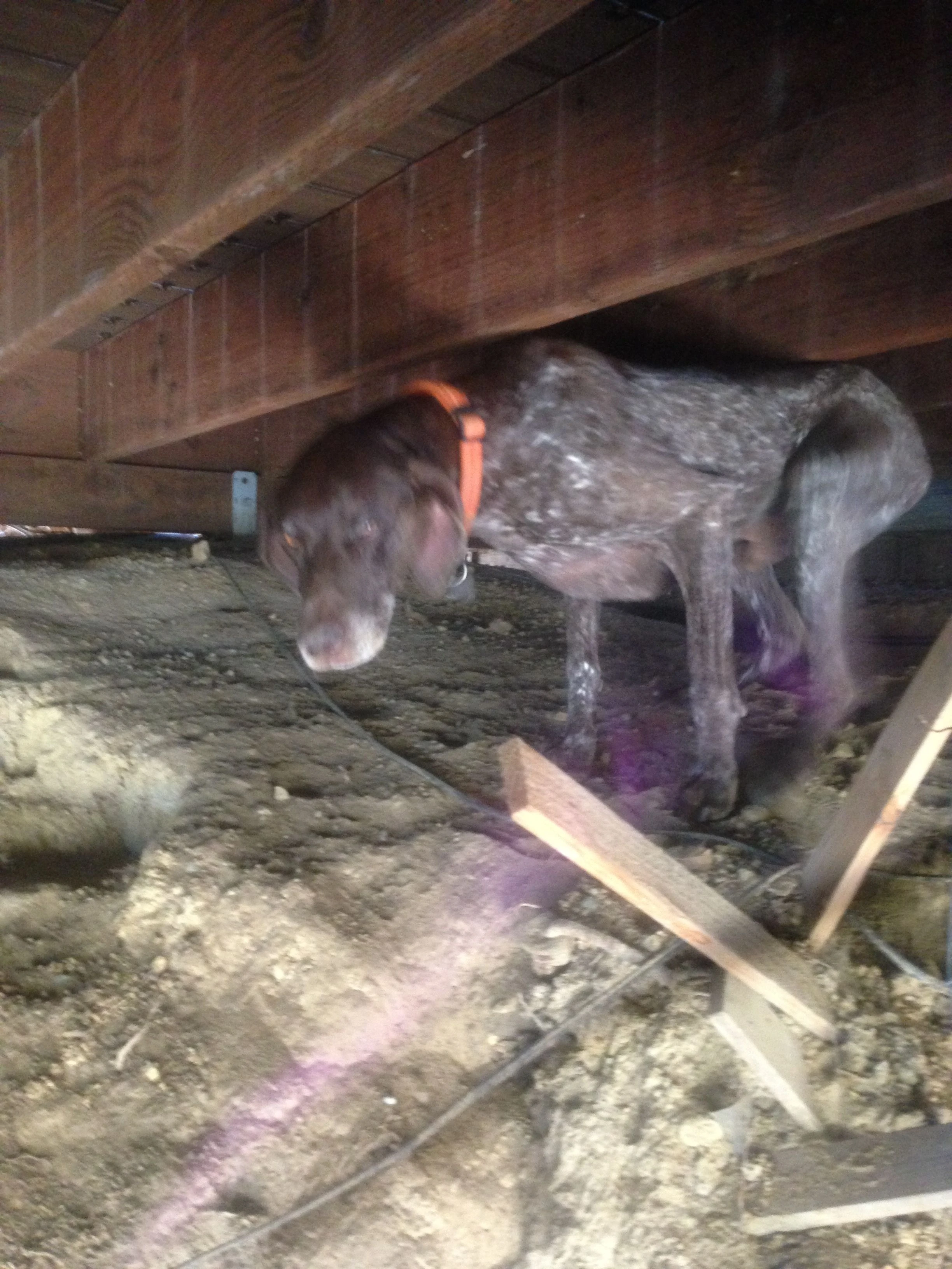 Hunter emerging from his daytime hiding spot.