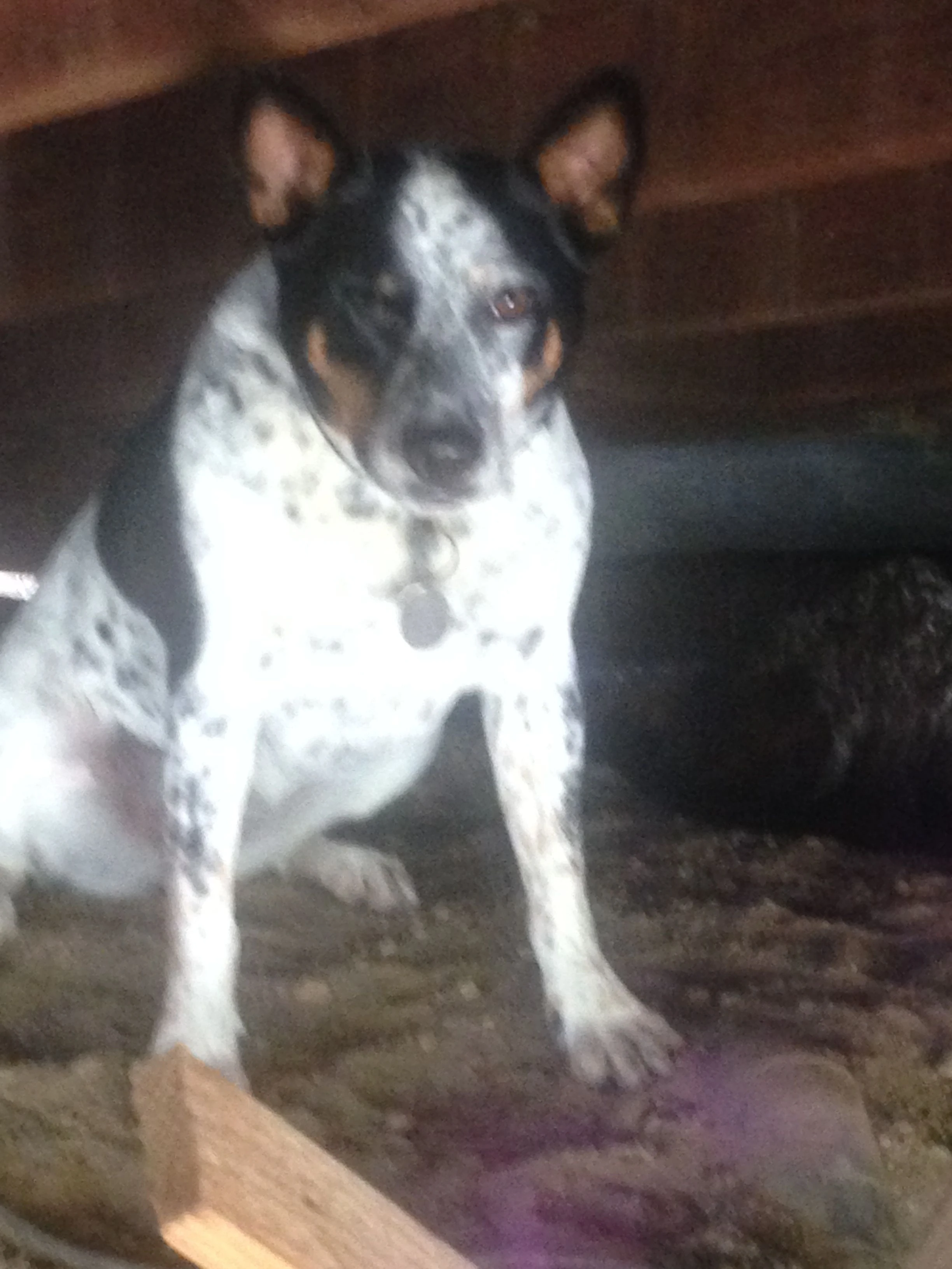 And Kaya, their reservation dog, just bouncing around.