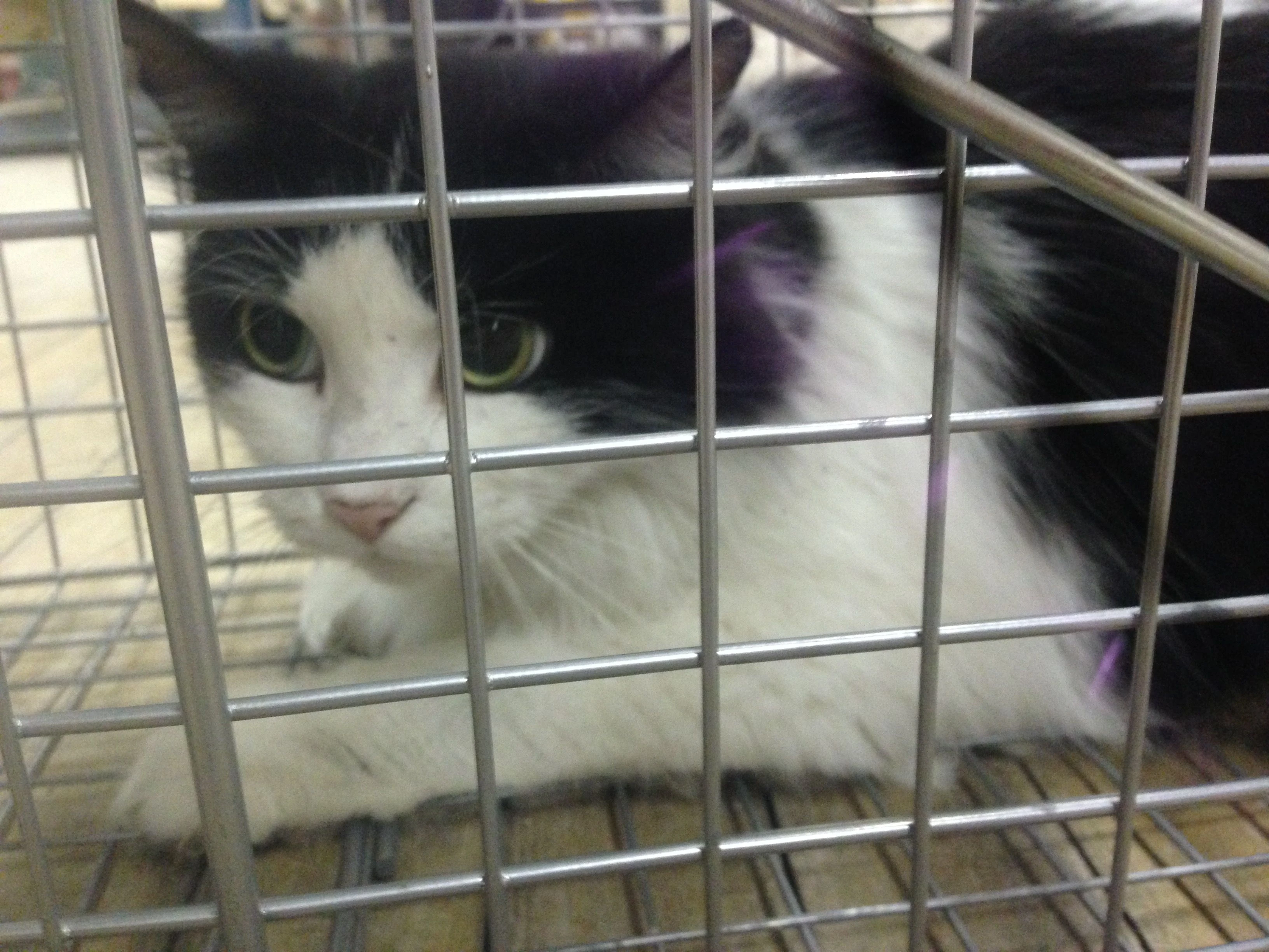 Back to trapping cats again. This one I’d already caught and fixed. It’s ear was clipped. I was relieved since it was Saturday night.