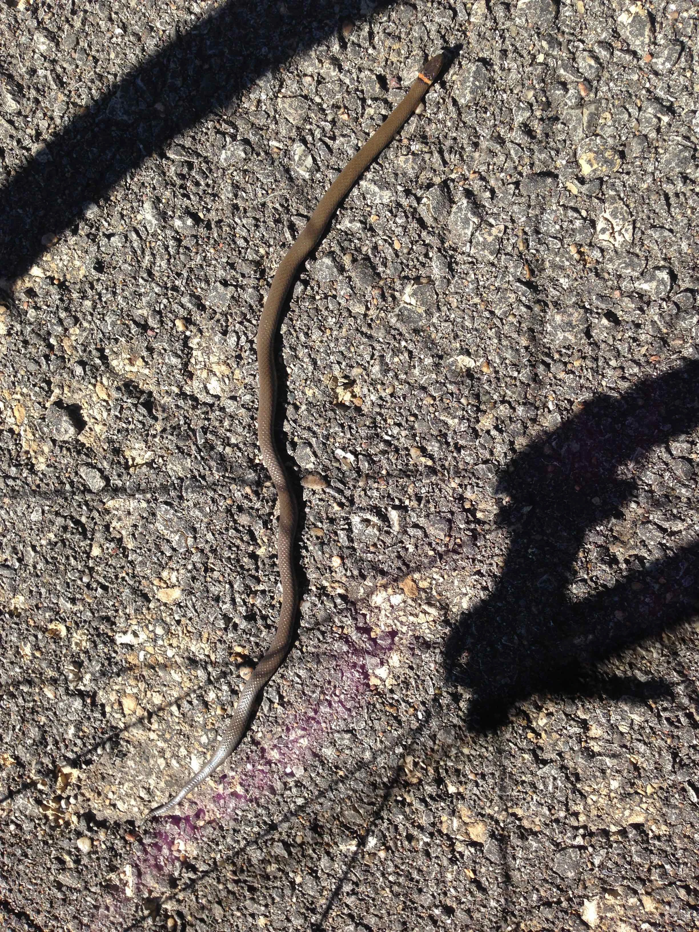 I moved a ton of snakes off the road yesterday. Must be that time of the year. 