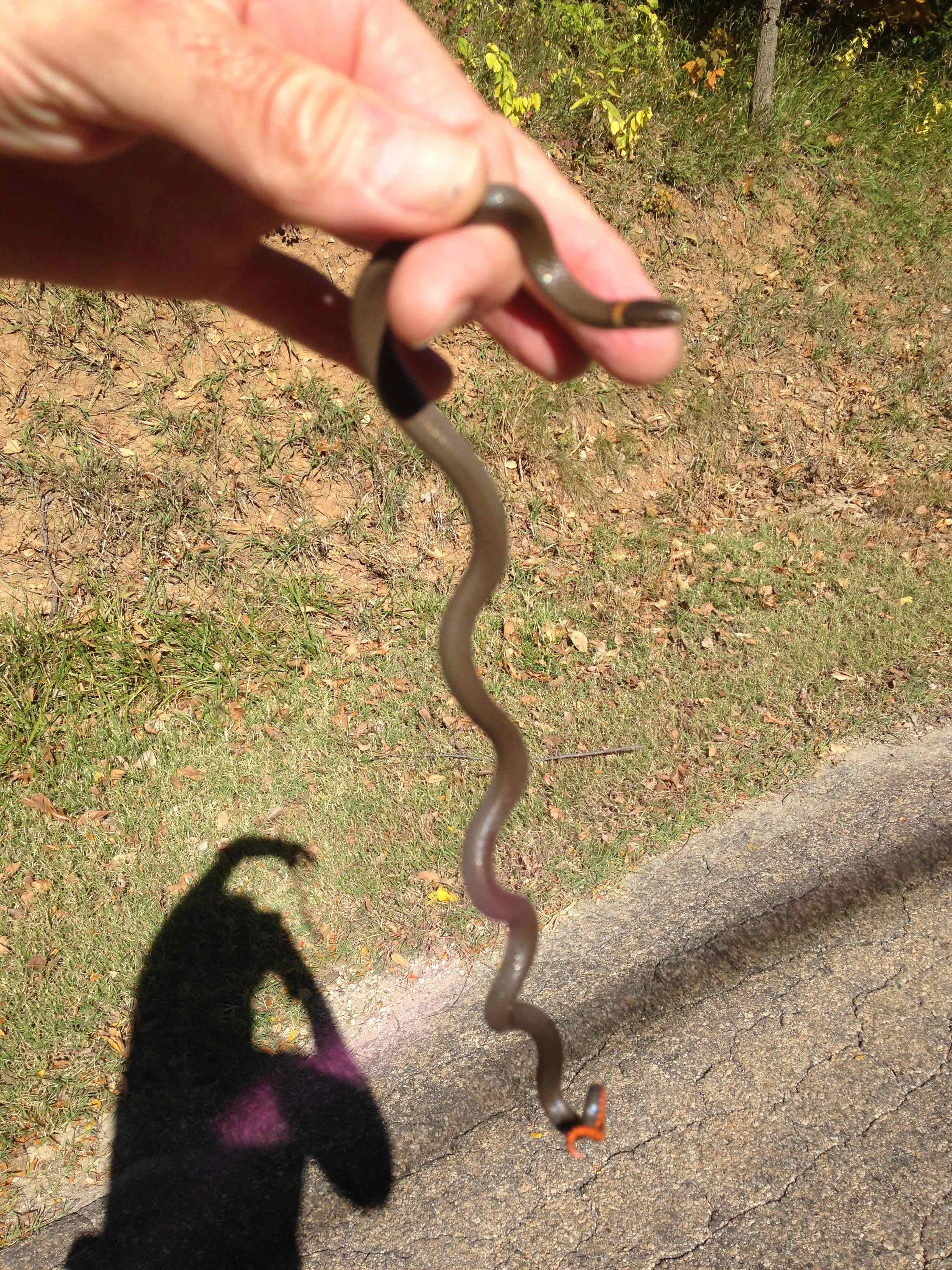 More than 1/2 had been run over. Sad.