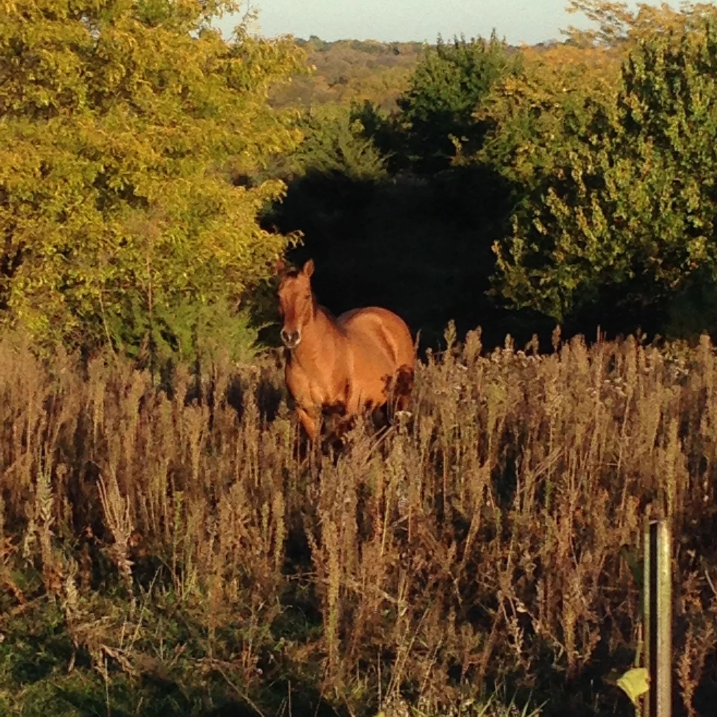 Nice fall day. This guy looked great standing by himself in the matching field.
