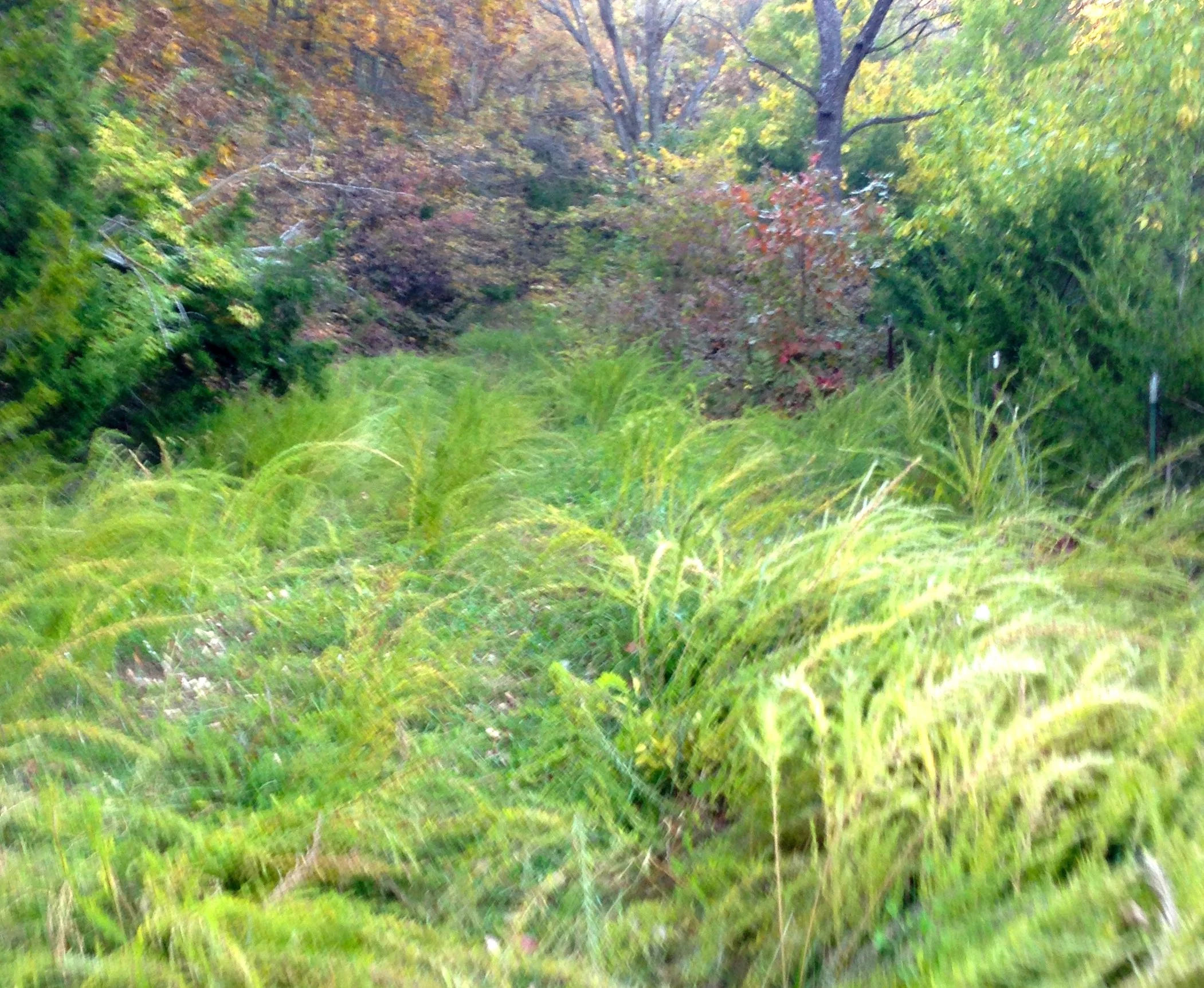 I had to do a little bush wacking yesterday when the road I was on just turned into a field, then worse, nothing.