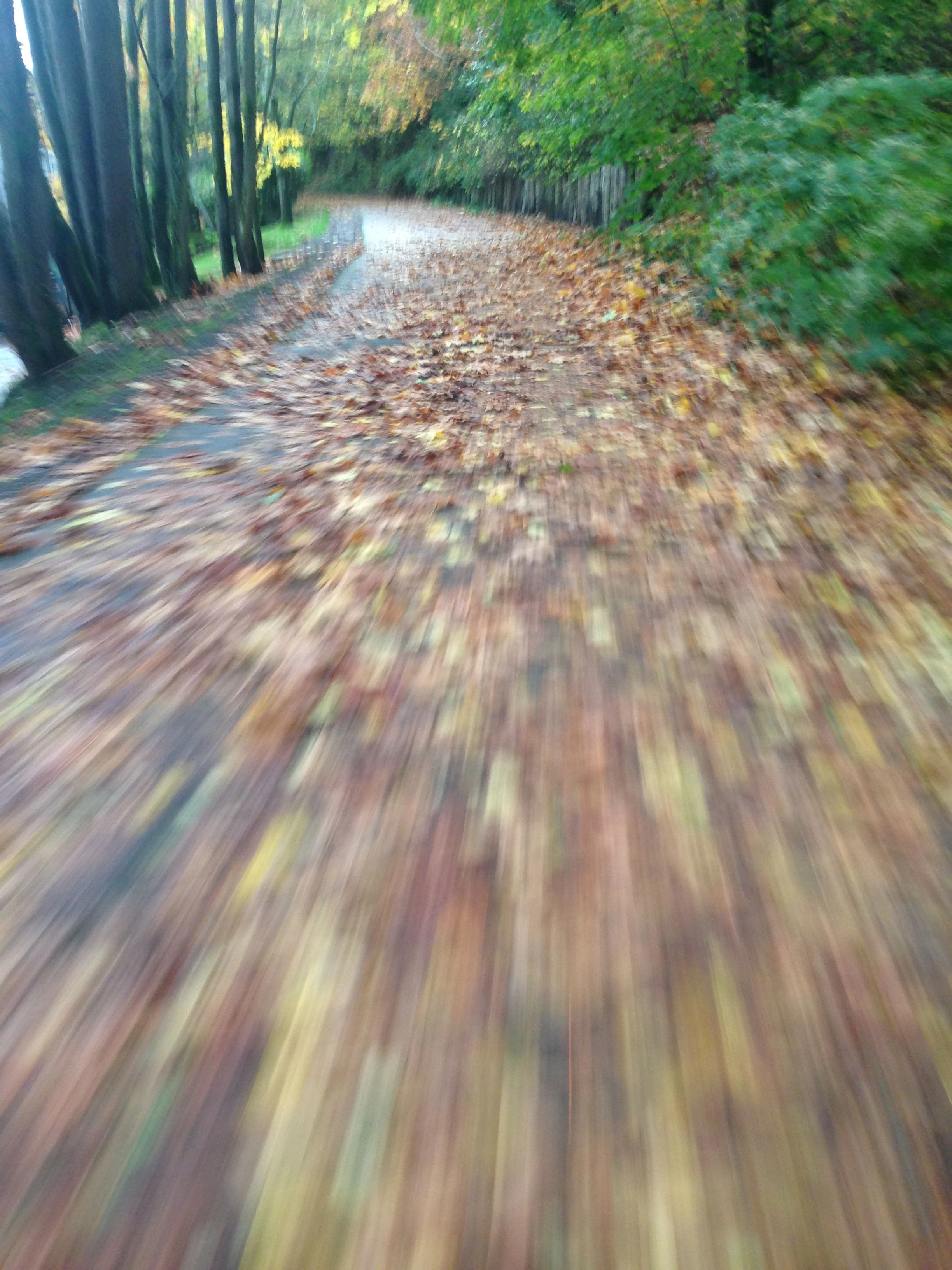 This isn&rsquo;t that usual around here. The bike paths are covered with leaves, but I assume it is just the time of the year.