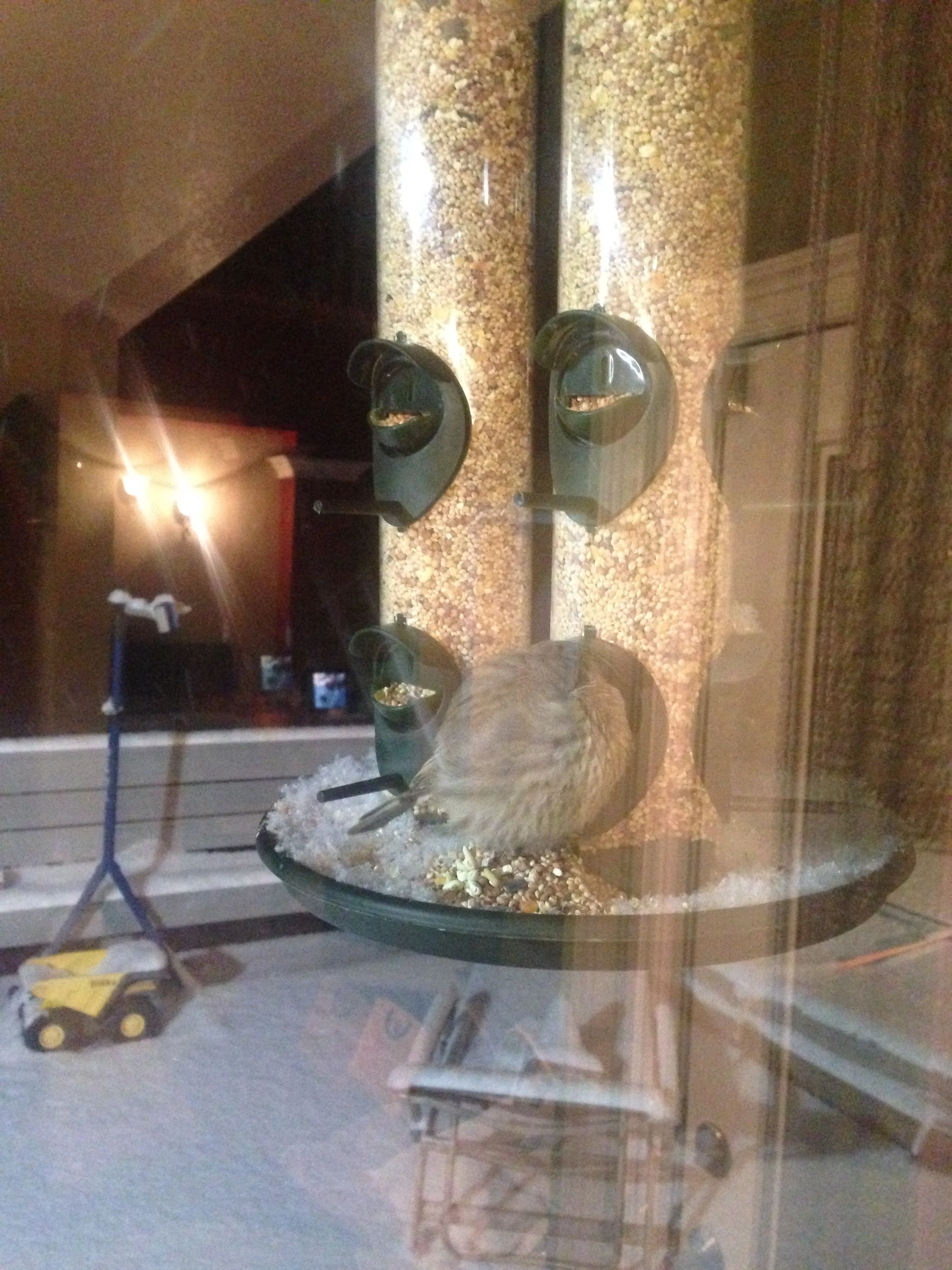 This little bird was sleeping on the feeder last night. It was so cute. He was so fluffy.