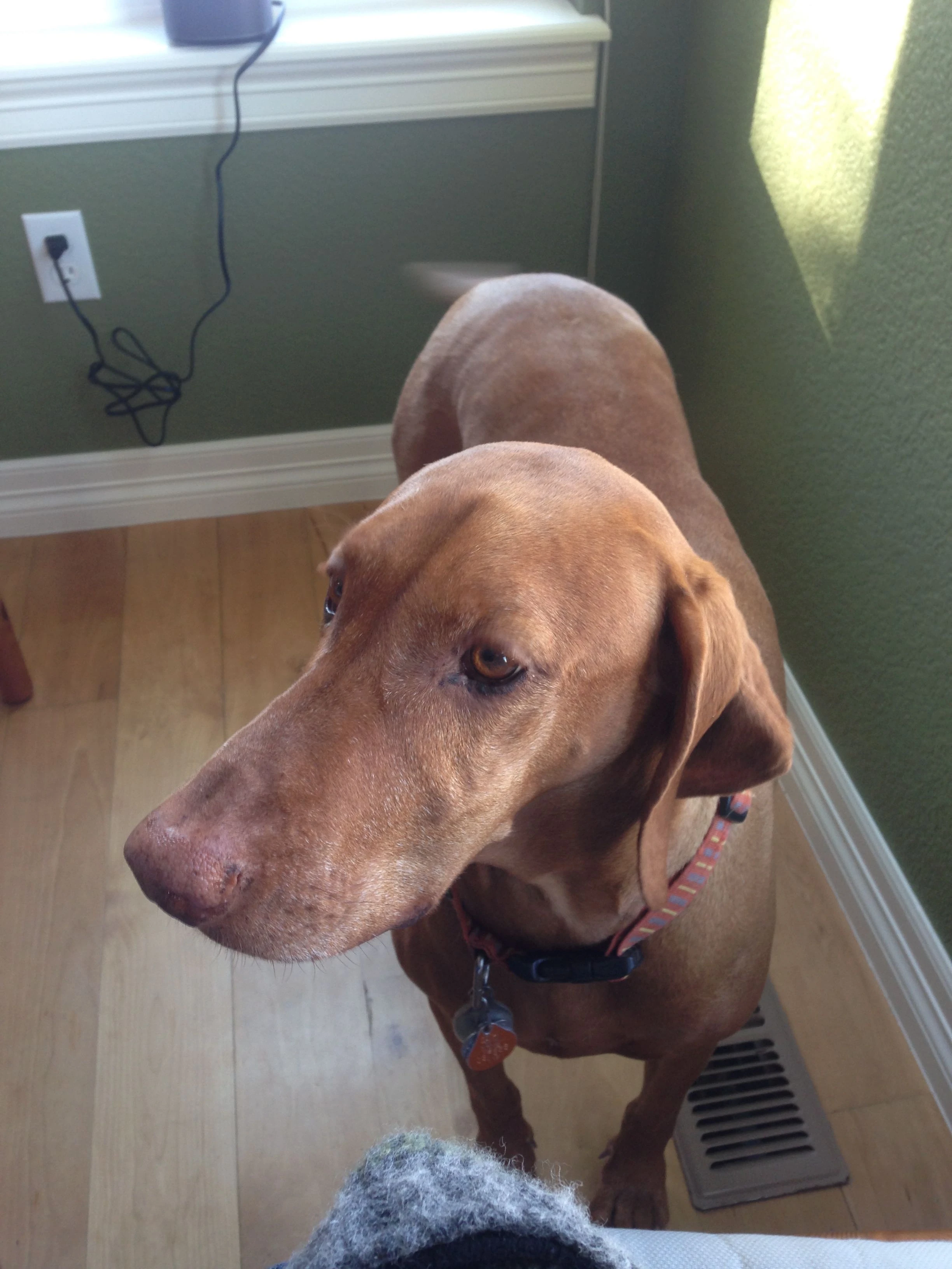 Jack, Vincent’s dog, has been hanging with me here. We go for a long walk every night.