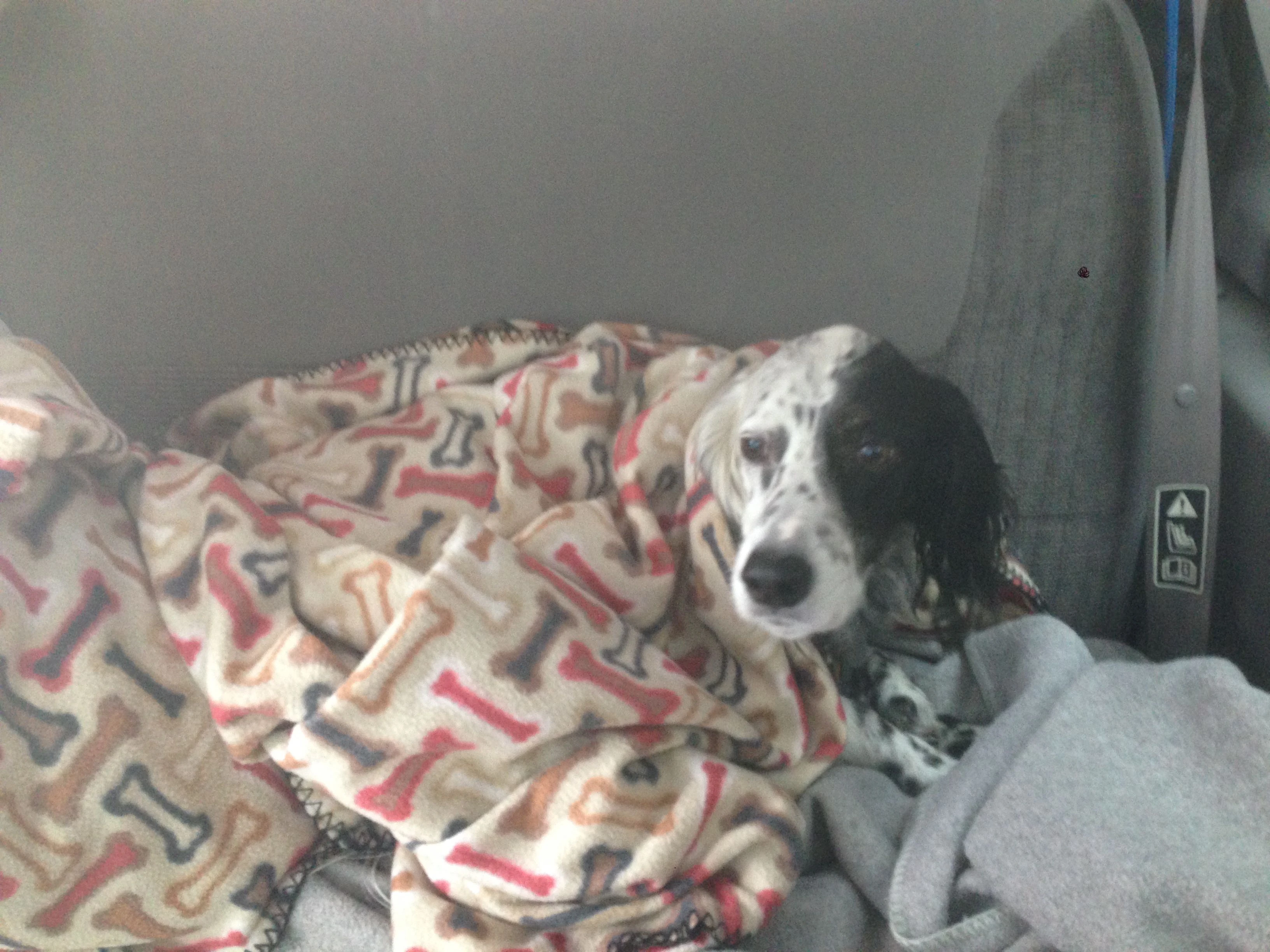 Mena, BIll&rsquo;s dog, ready to leave Cable.