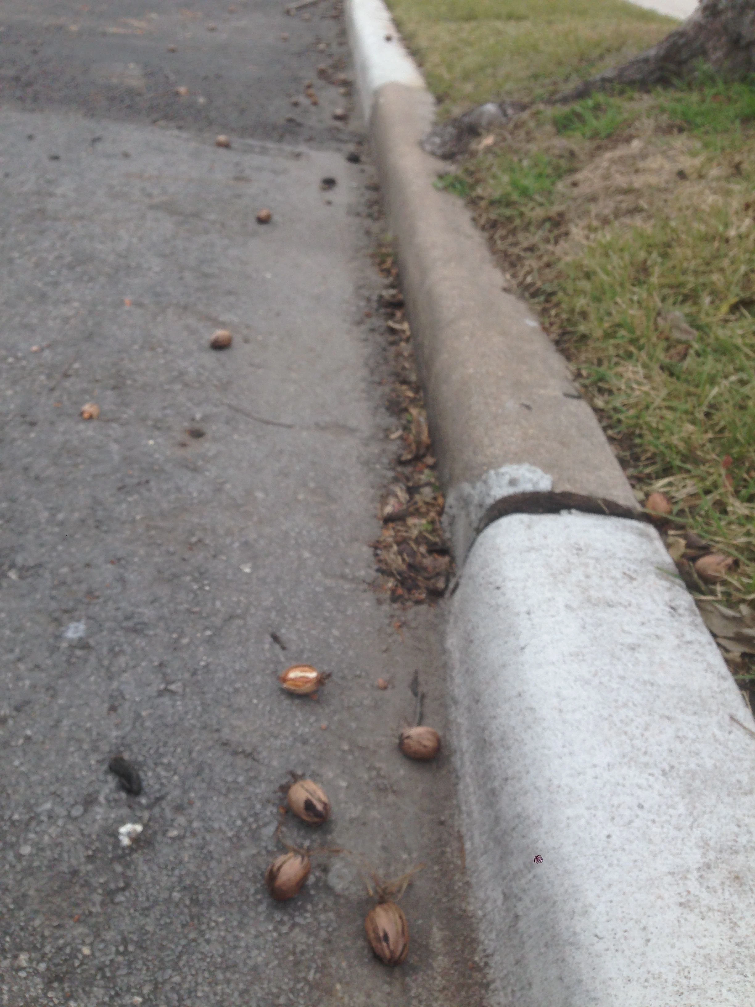 I’ve seen a bunch of people collecting pecans off the ground around town. This one guy had a little roller tool, with a cage, that collected them off the grass. It is sort of funny, but seeing all these people collect them made me want to pick a bunch up and fill my jersey pockets. I resisted the urge though.