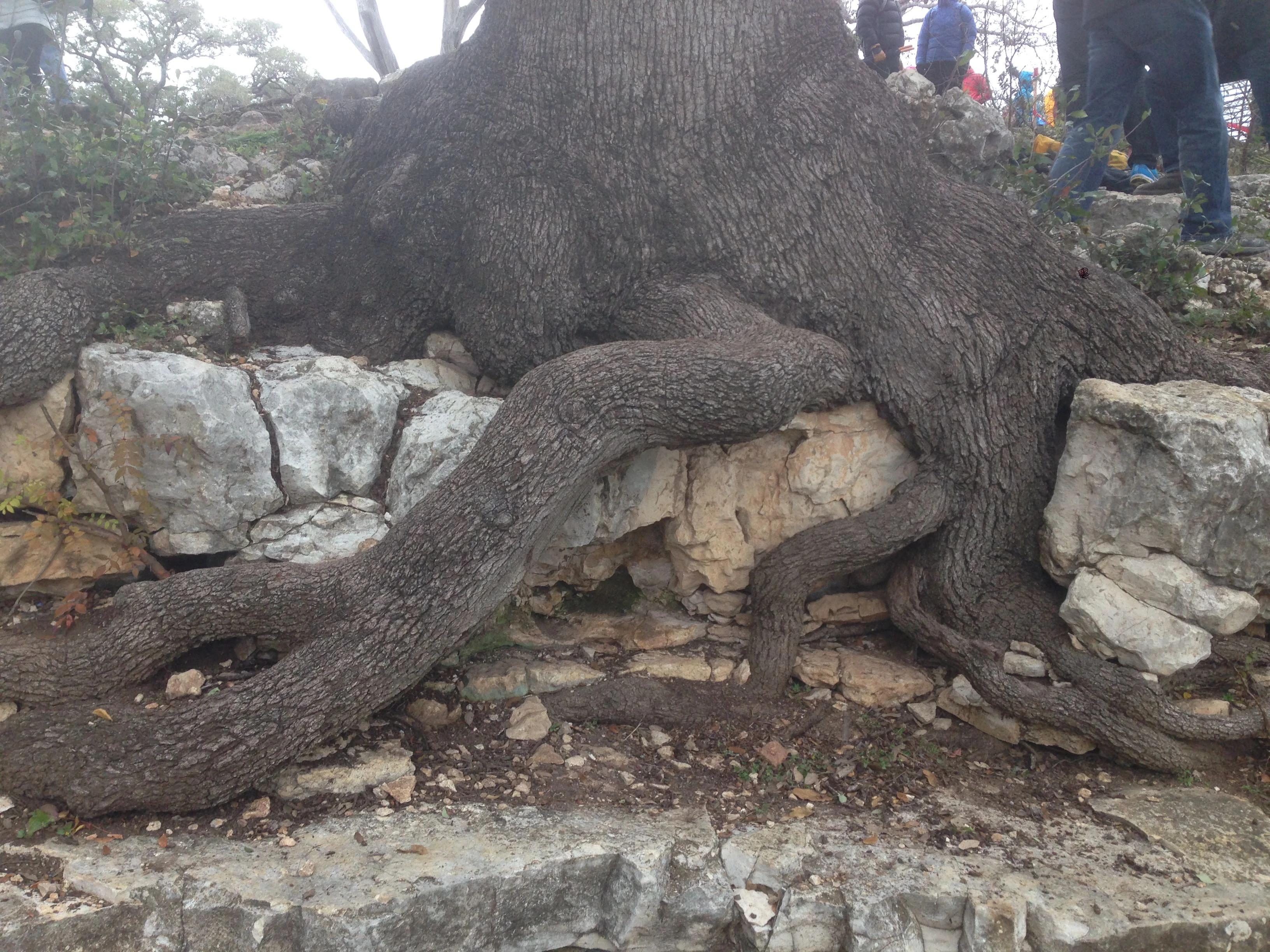 This is a photo I took at the race, about 10 feet from the course. Seems like there are a lot of &ldquo;exposed&rdquo; roots here naturally.