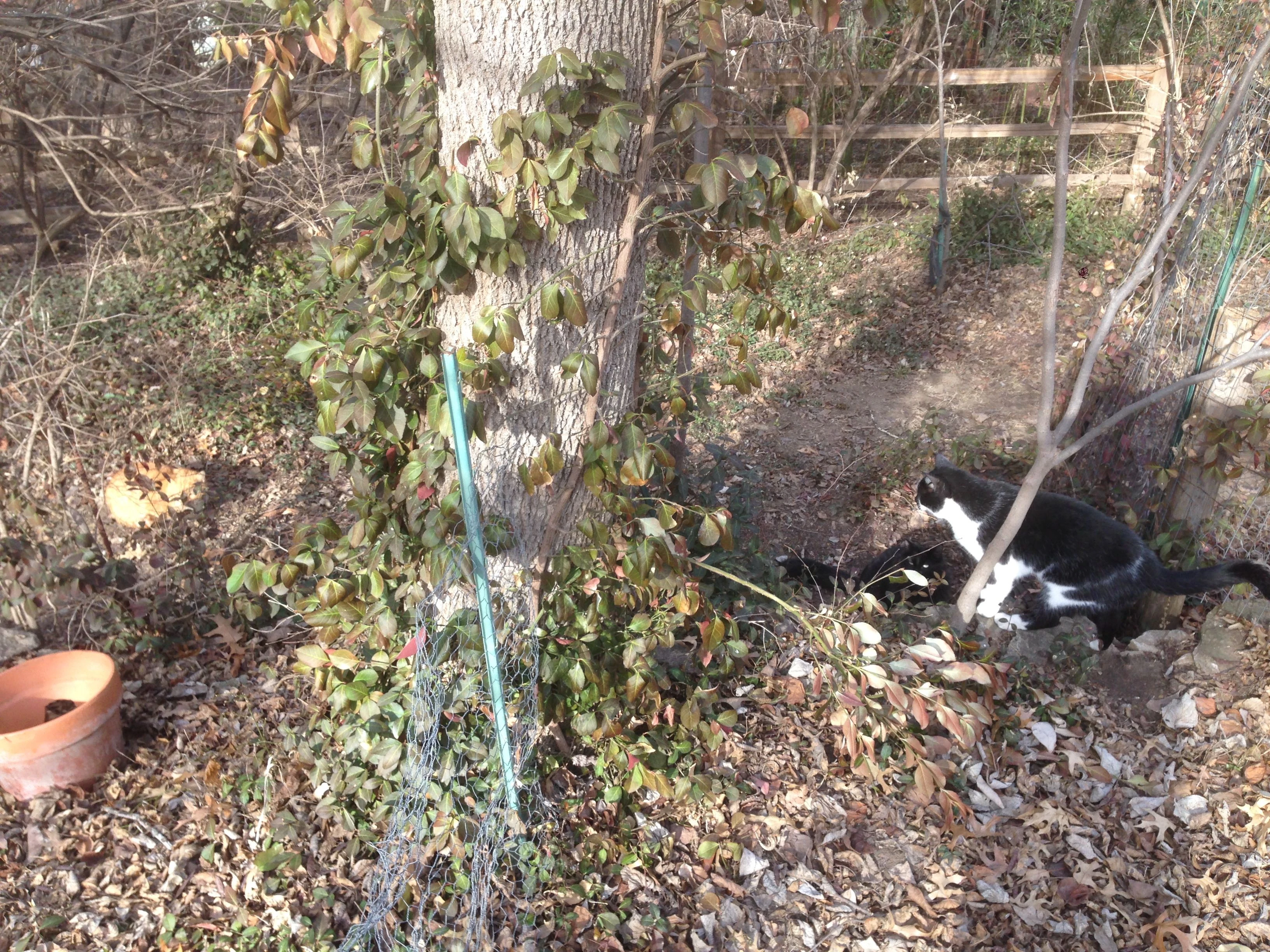 A couple of my cats, the black one, protecting their turf yesterday, from the yellow cat below. They usually get along pretty good, but yesterday, something must have been going on.