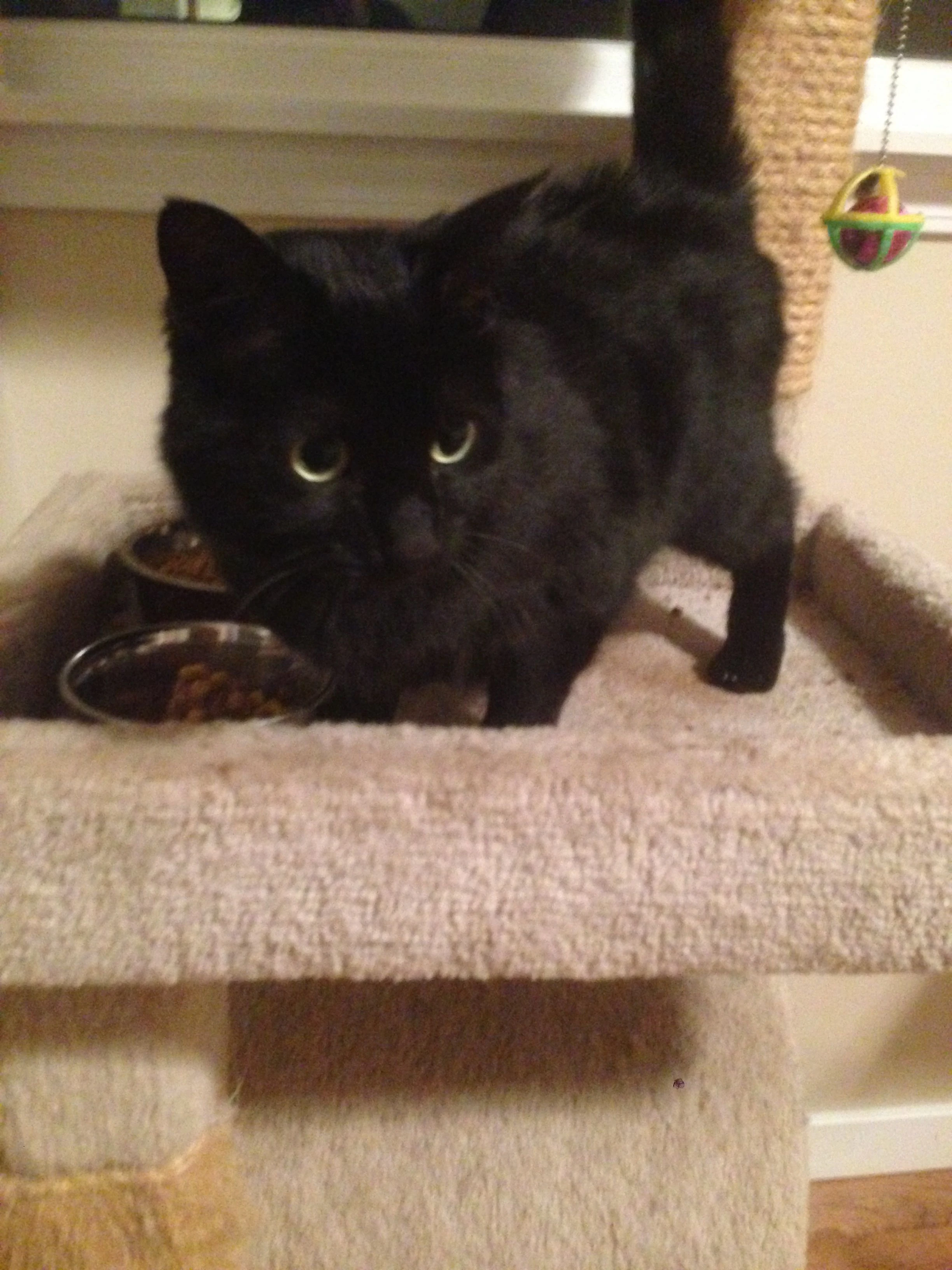 This is Inky, who I’m house sitting for. She is a little shy right now, but we get along good.