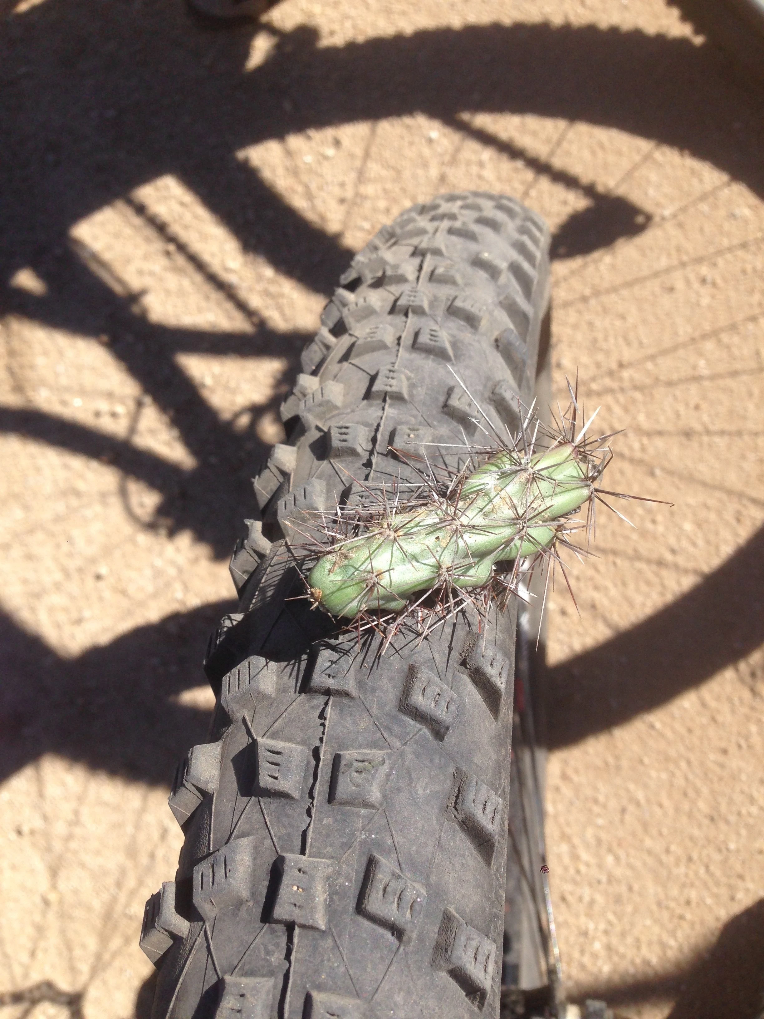 I fell once yesterday and got this guy stick in my tire. They were also stick in my legs. My front tire went flat and I washed out on a corner. I guess my latex was all dried up. I&rsquo;m gonna fix that today.