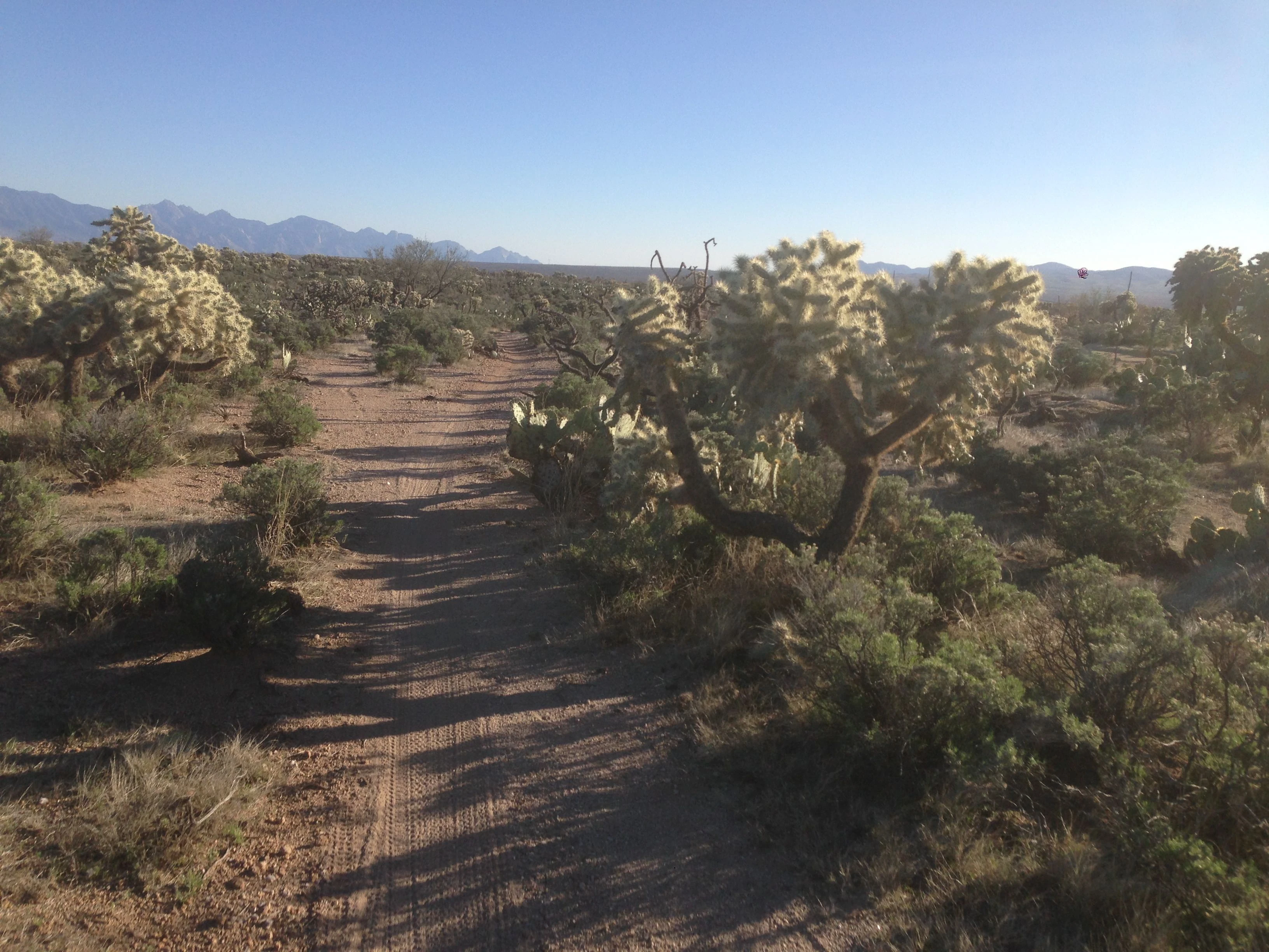 This is pretty representative of what a lot of the course looks like. Lots of cactus hanging over the trail. It flows pretty well, but it&rsquo;s a little tight for some many people.