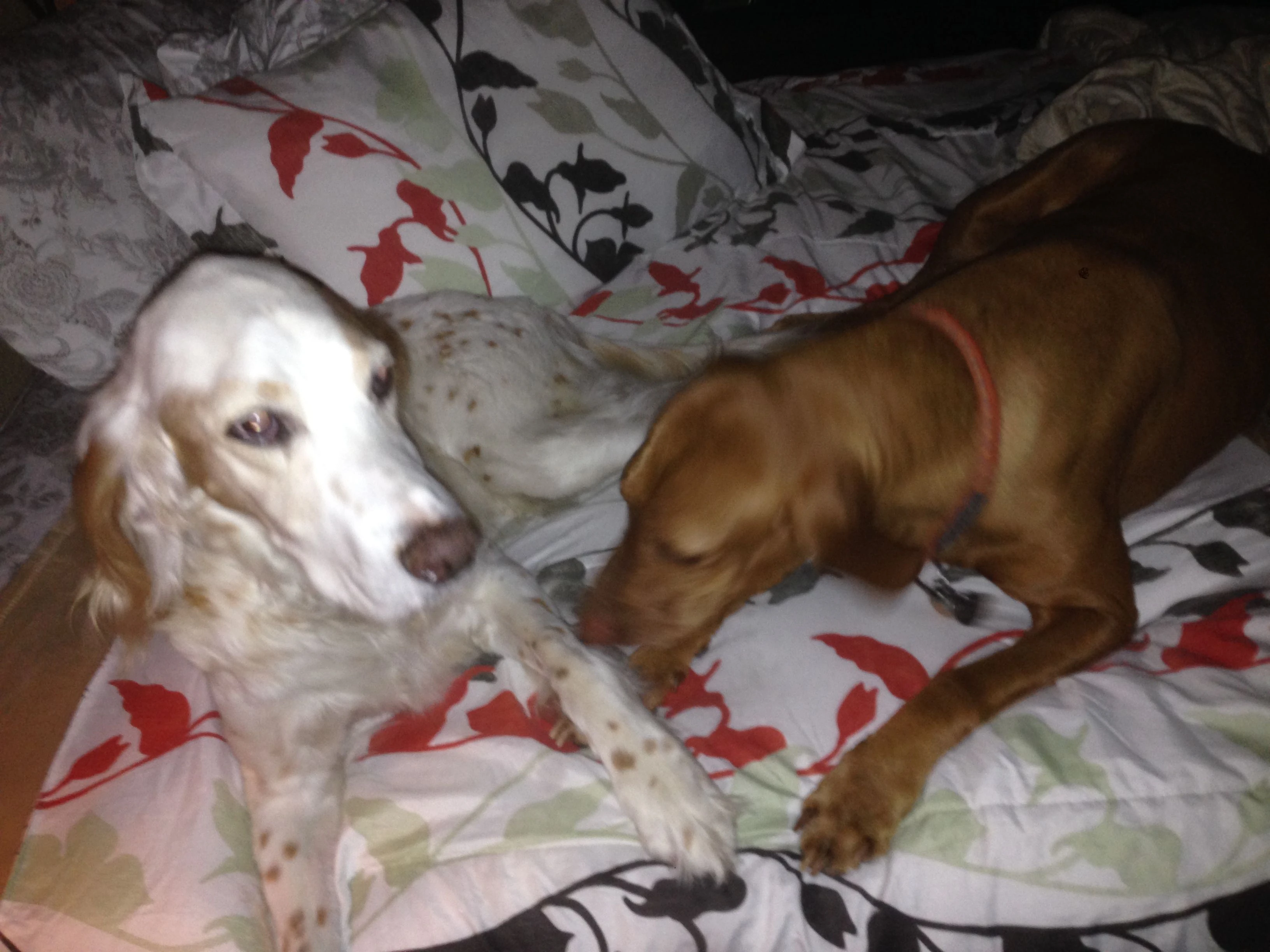 Jack was beside himself seeing Bromont again.