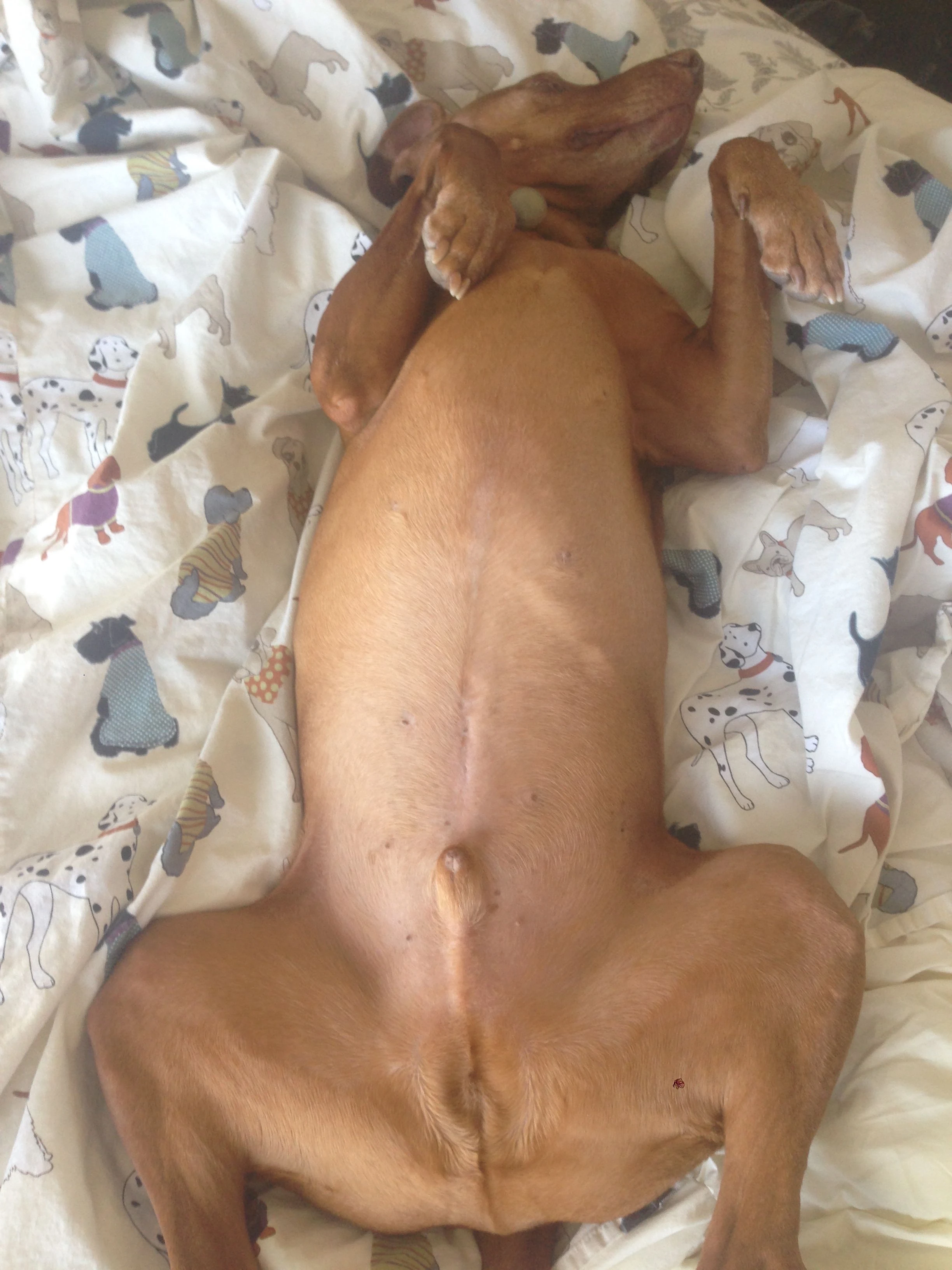 Then he just rolled over and acted cute.