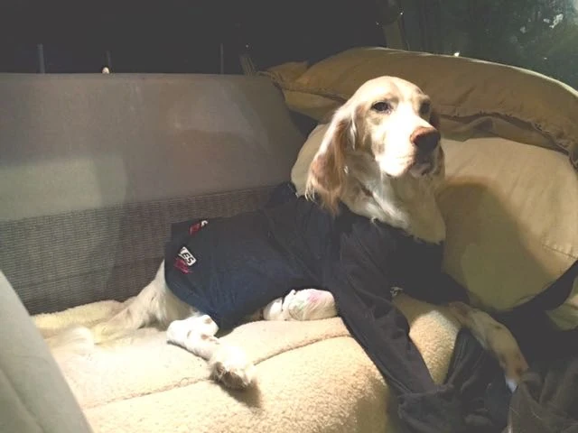 Bromont had the full back seat, but came up to the front and did his lap dog thing instantly. We got him a long sleeve t-shirt at a thrift store in Fort Collins to stop him from licking.