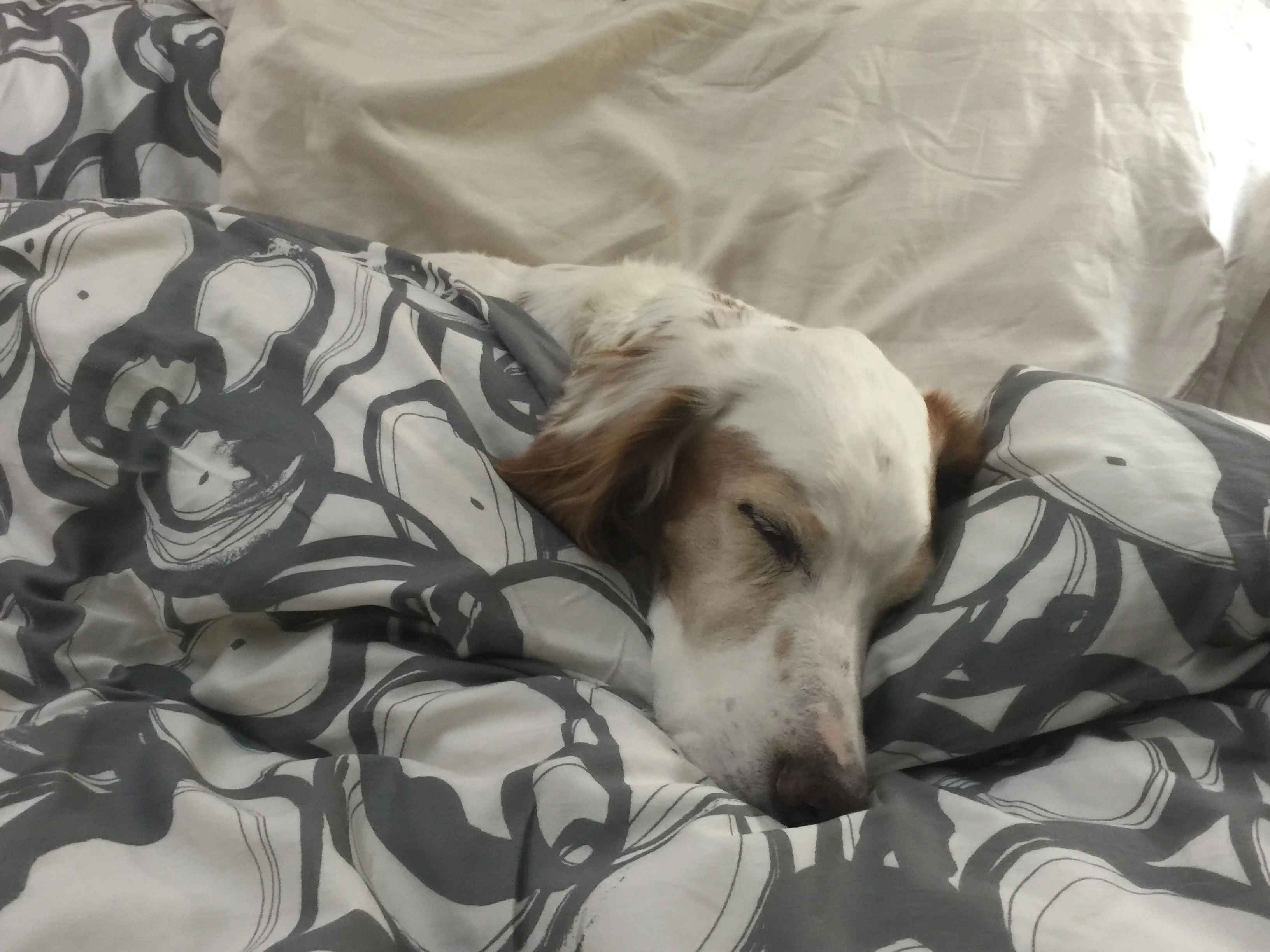 Last night in a bed for a few days. He is spoiled rotten.