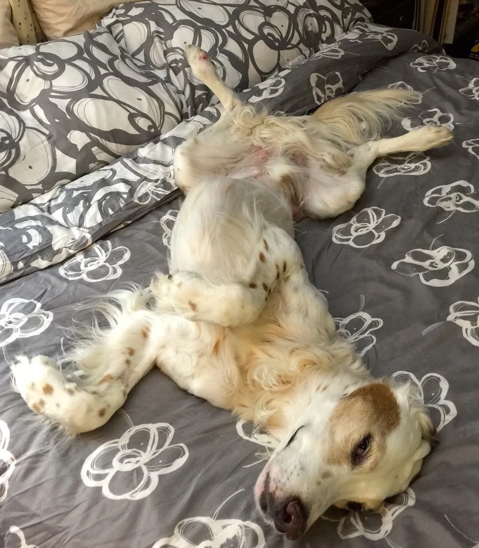 Bromont has been sleeping upside down recently, which means he feels a ton better.